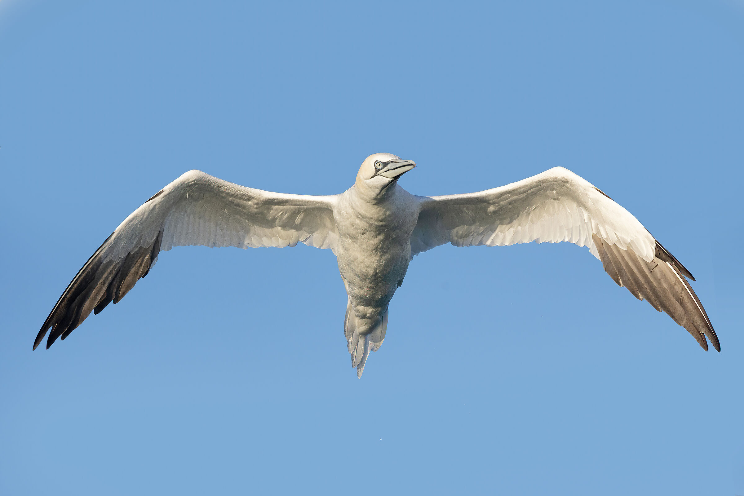 Northern gannet