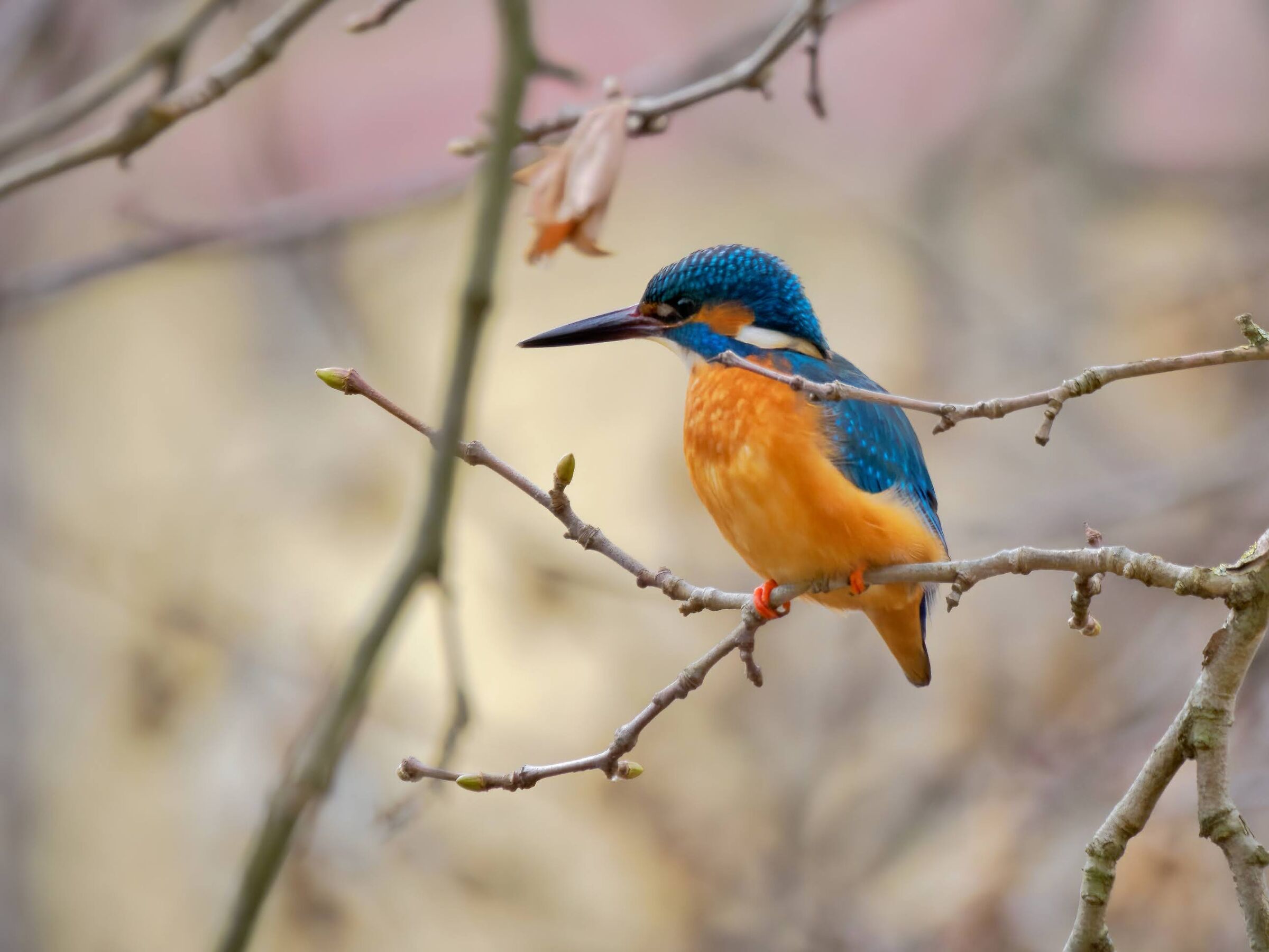 Kingfisher (m)