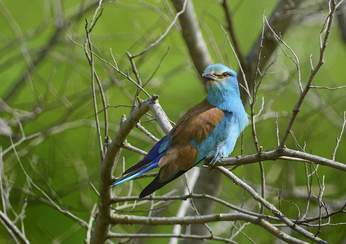 the gaze of the European roller
