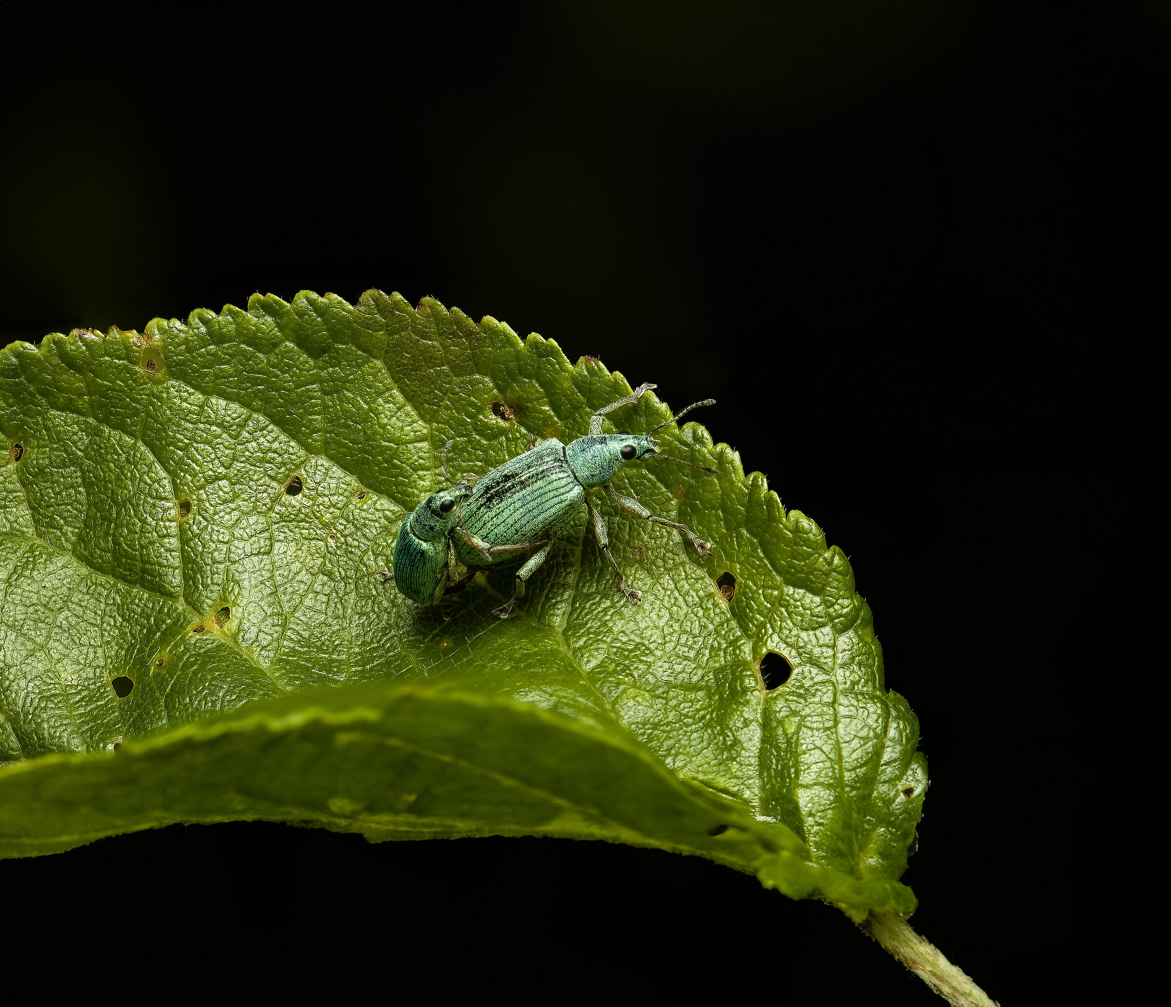 Polydrosus impressionifrons