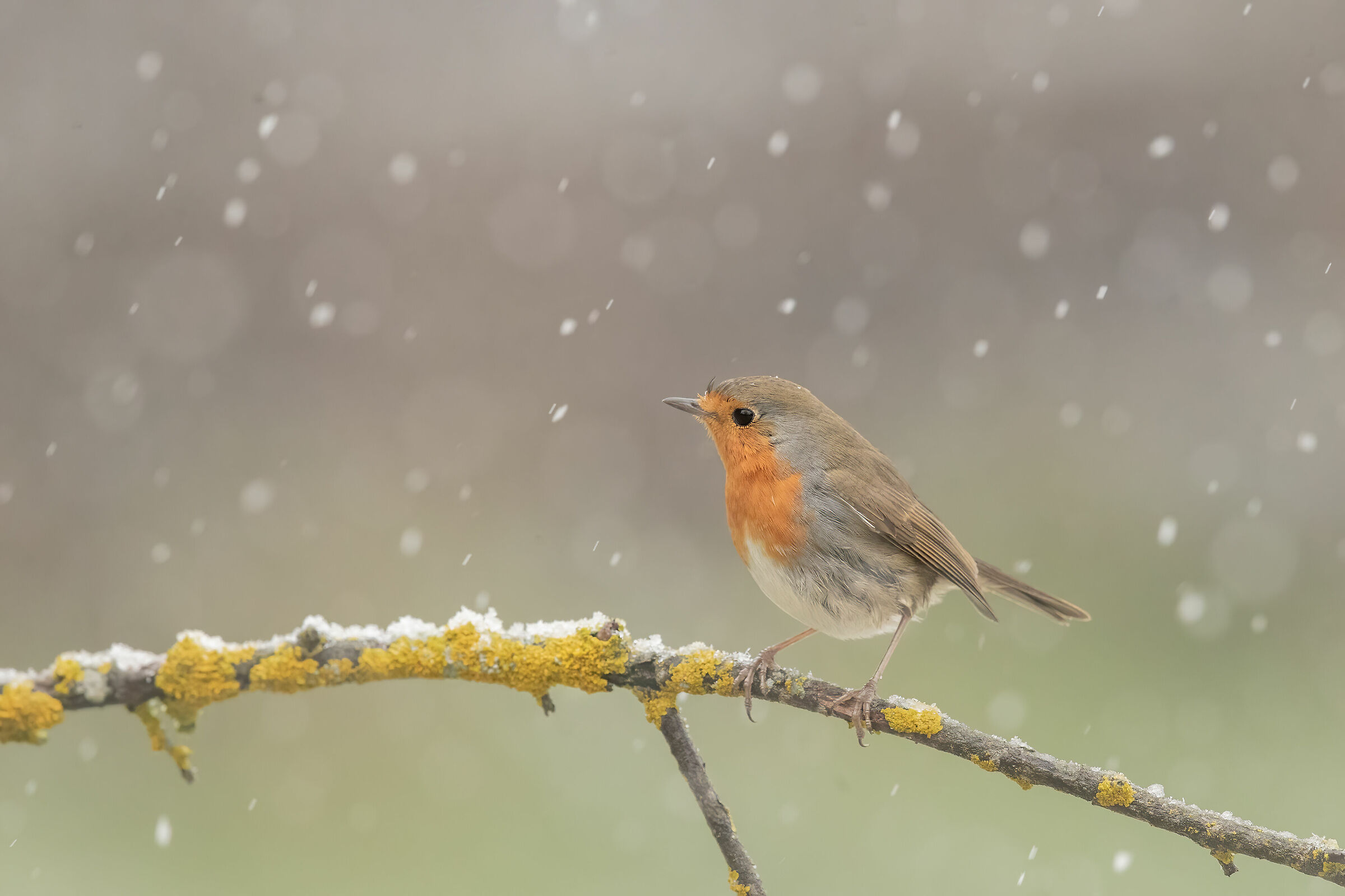 Snowing