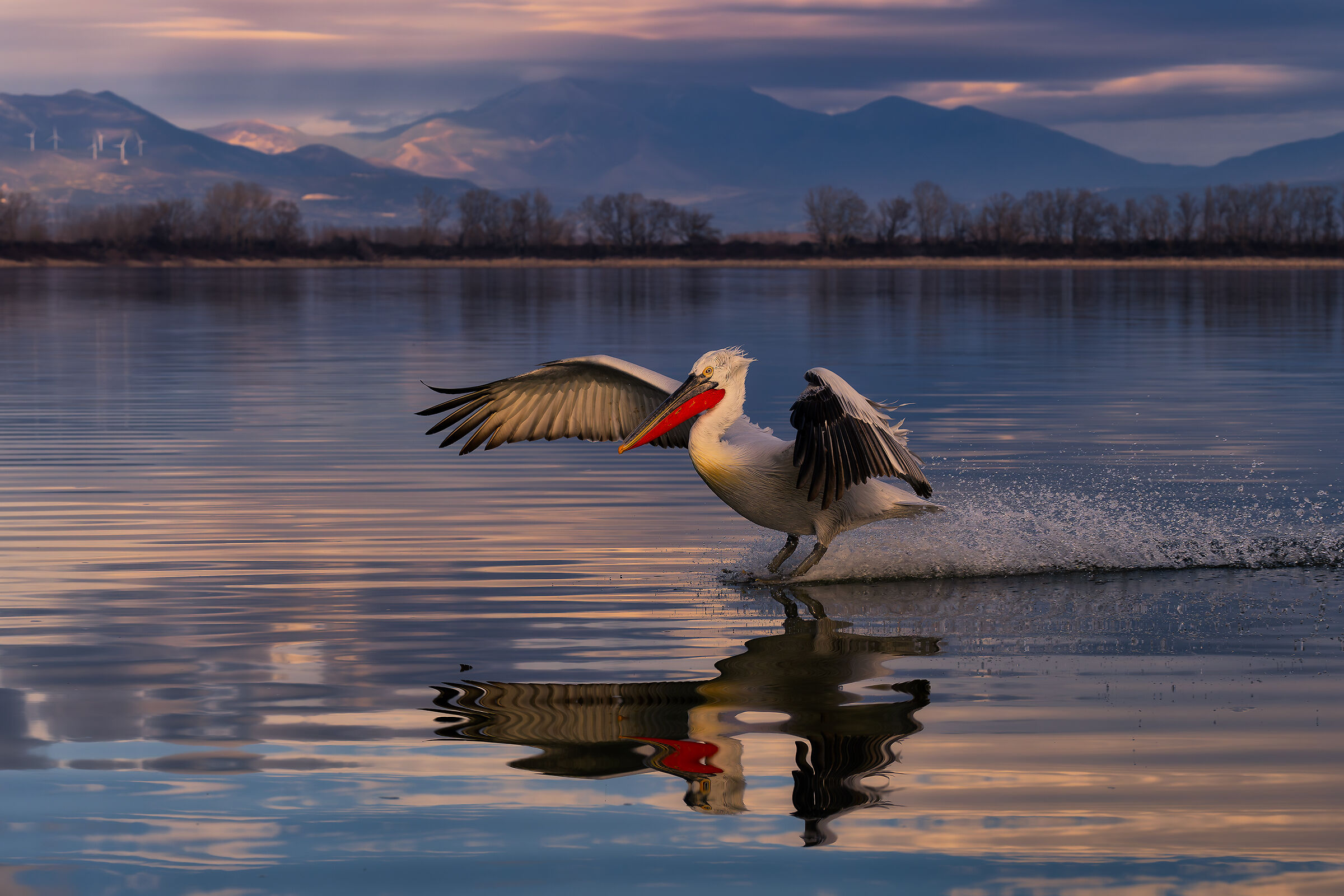 Glide in the Last Light