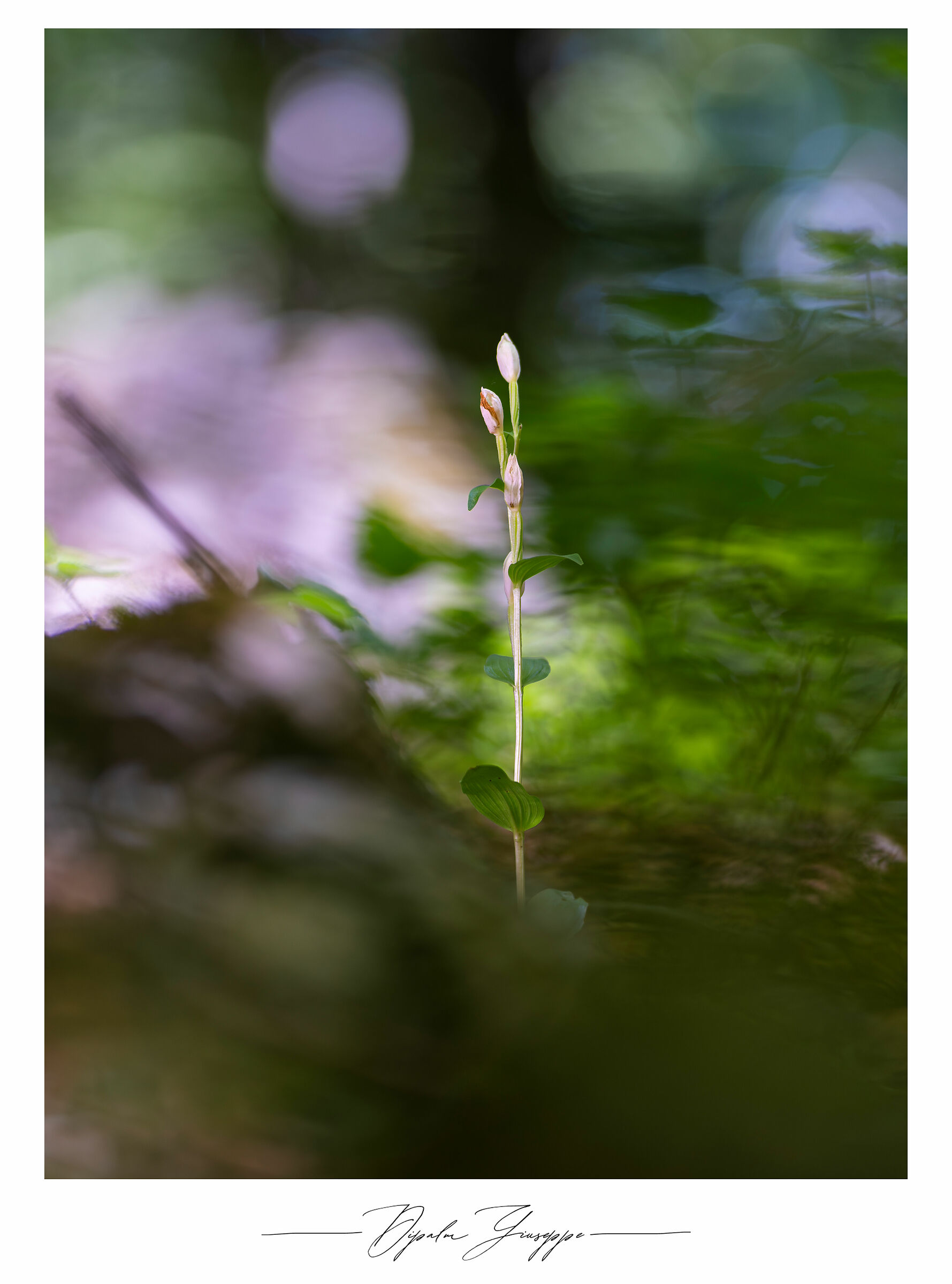 Cephalanthera damasonium