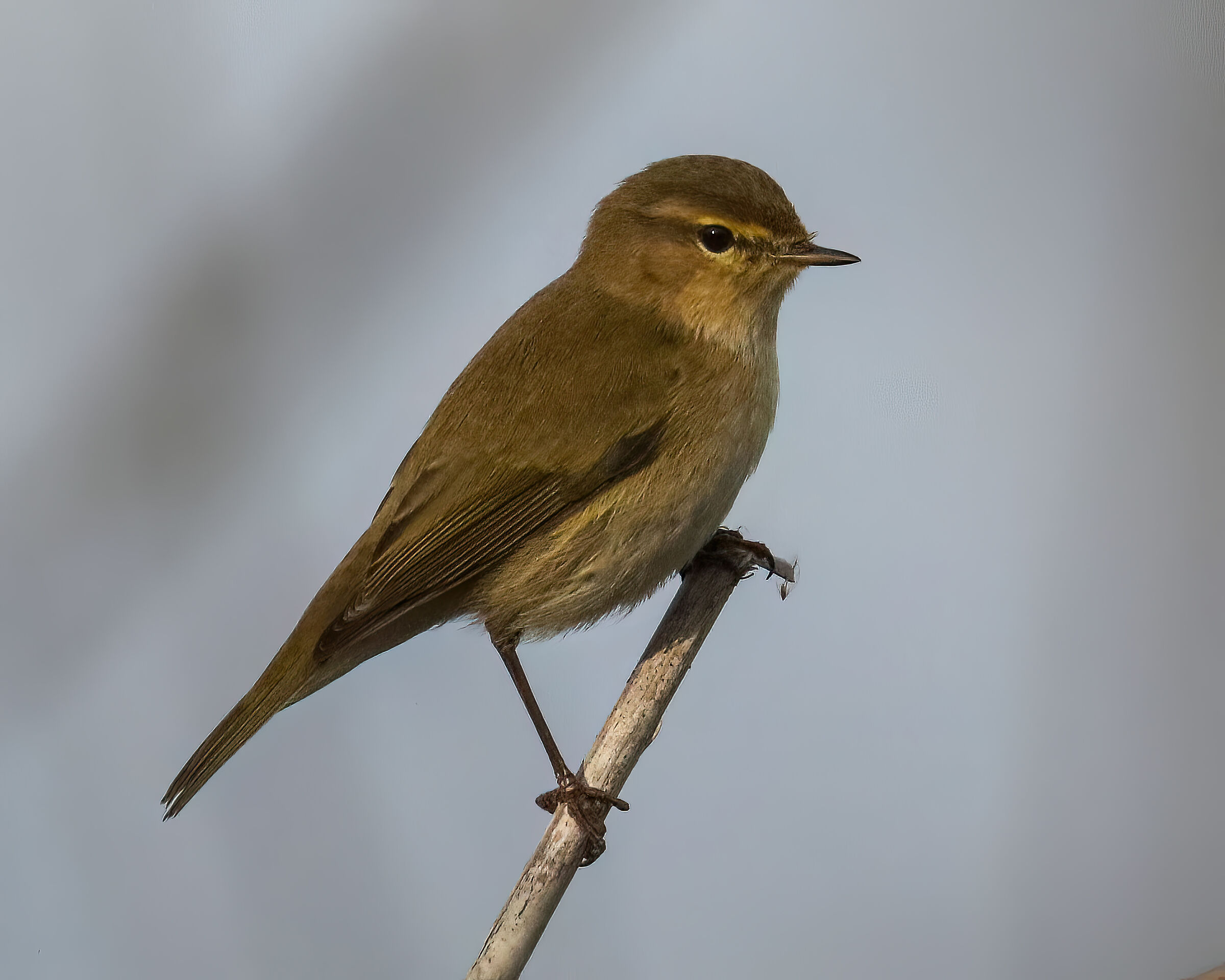 Chiffchaff