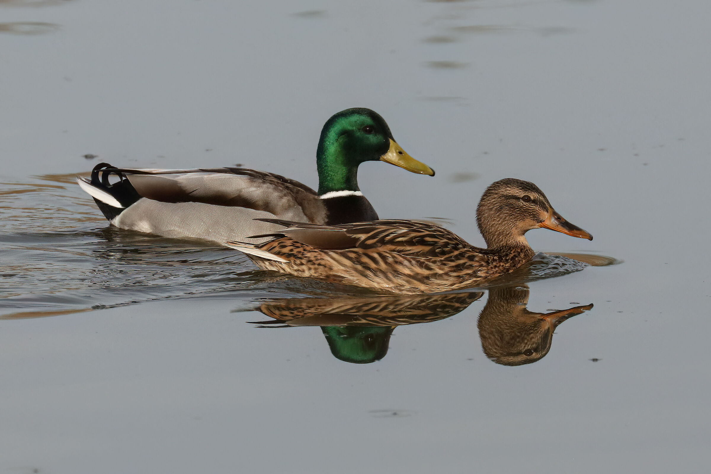 Mallards