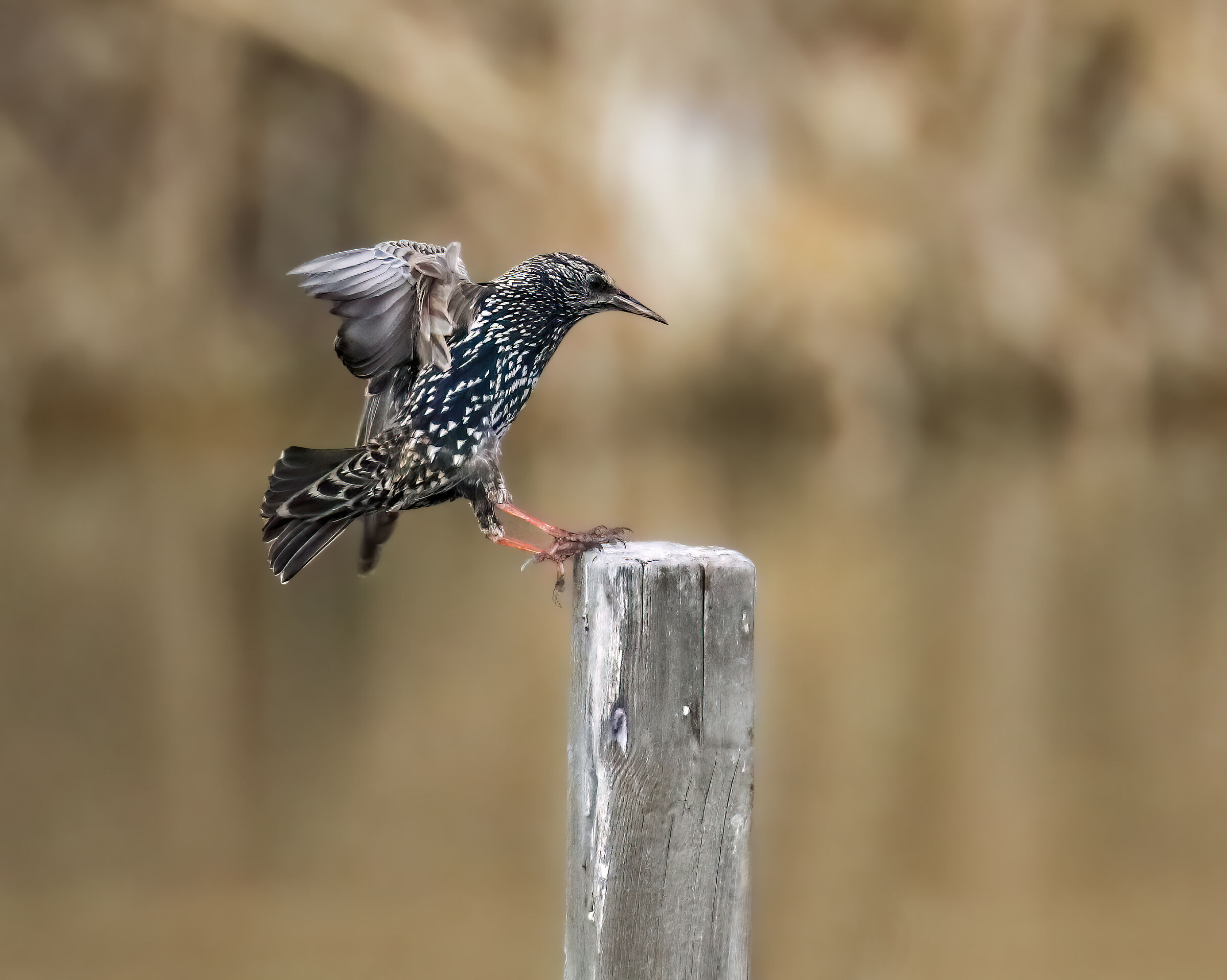 Starling