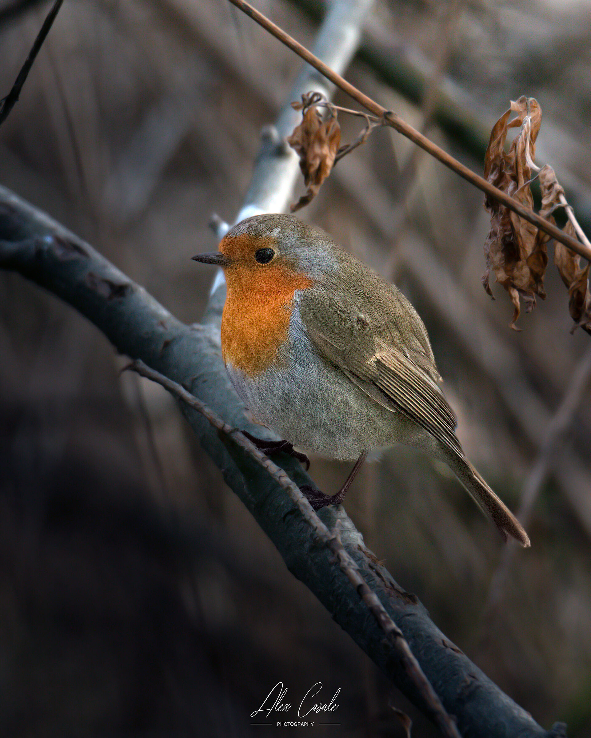 Pettirosso (Erithacus rubecula)