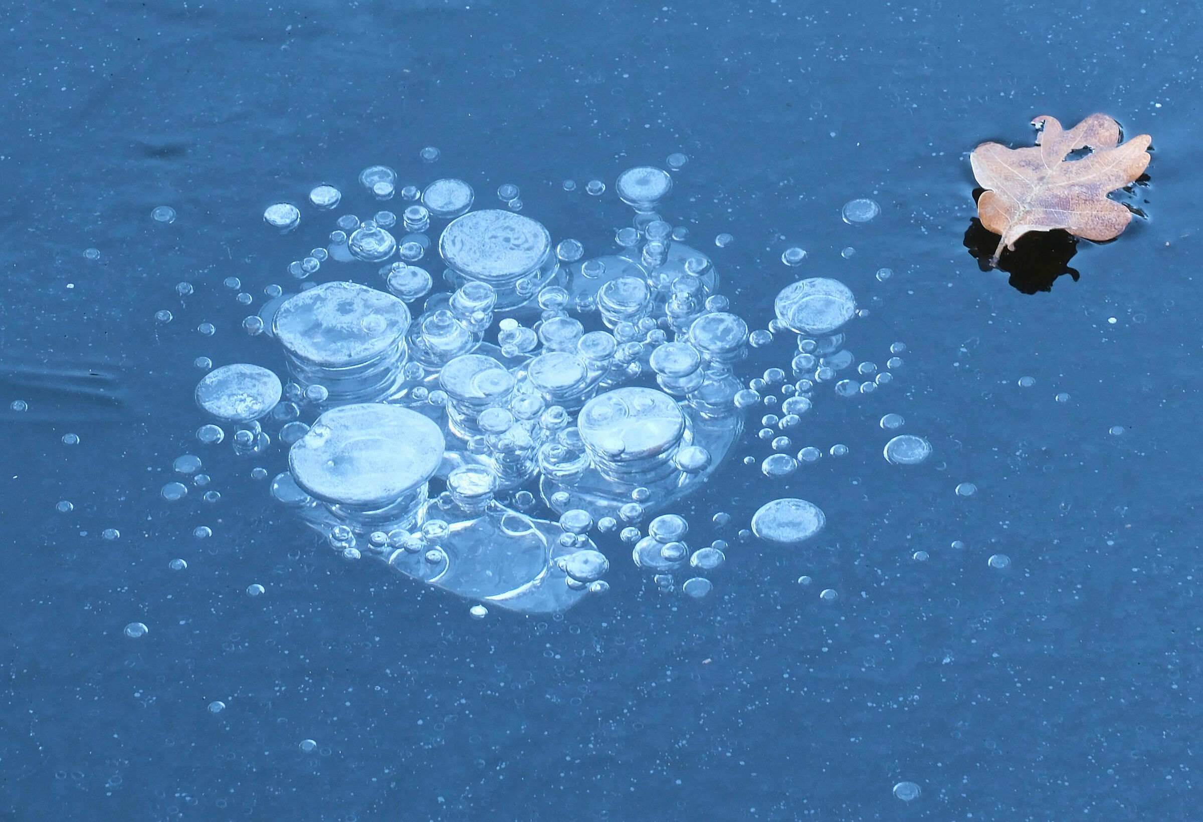 The sheet on the ice