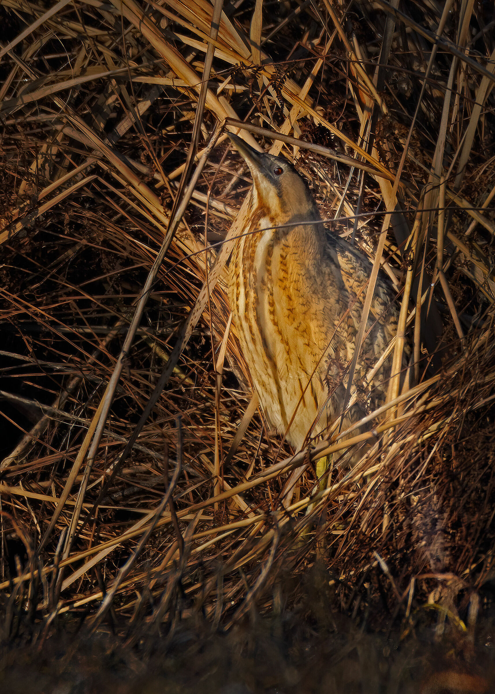 Mimetismo del Tarabuso