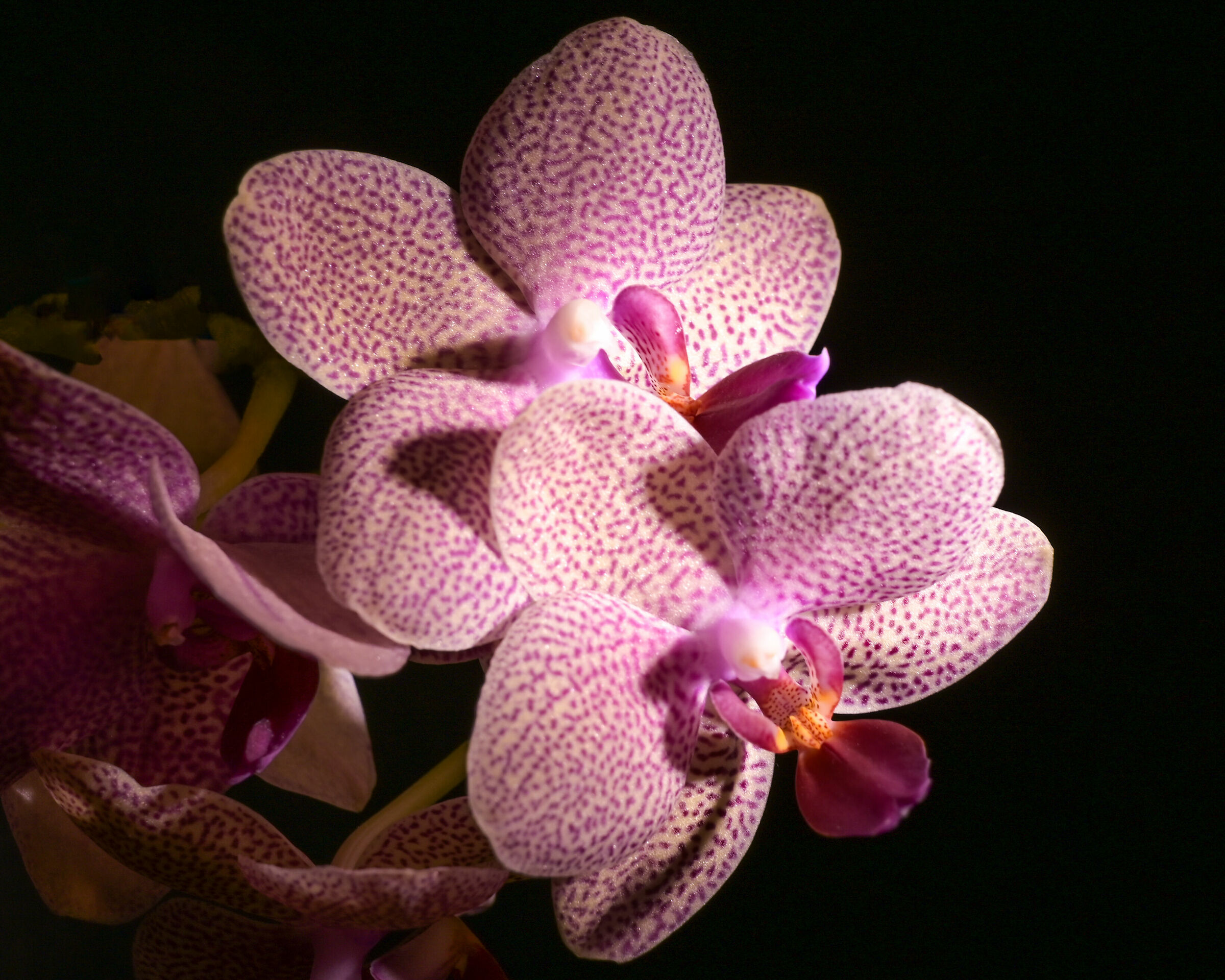 orchidea2