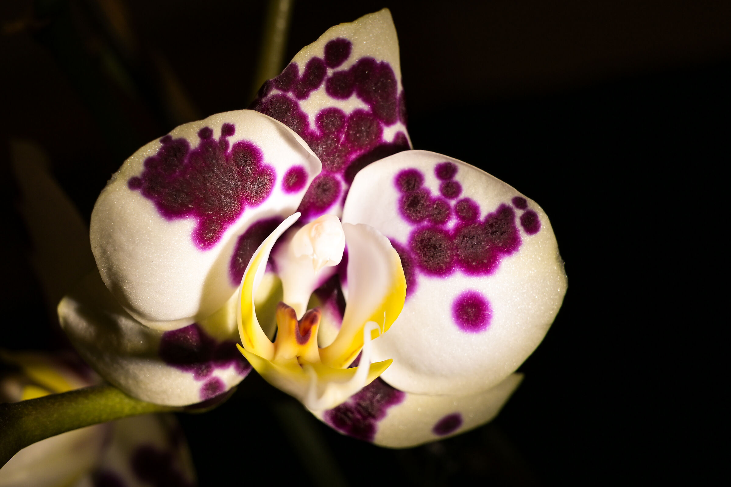 orchidea3