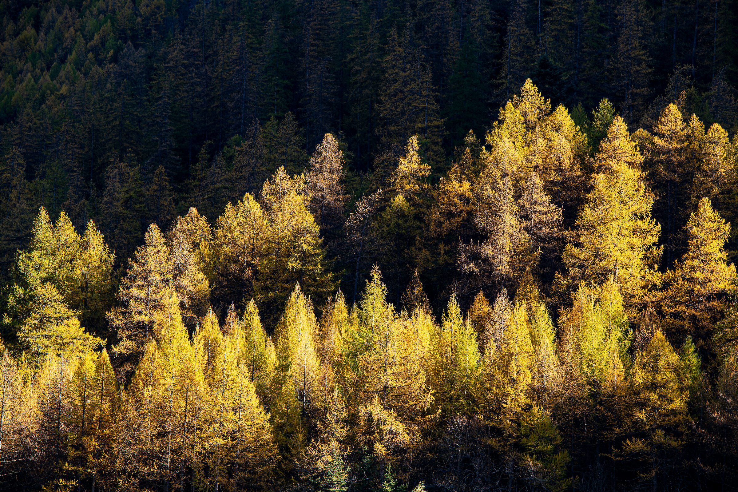Autumn colors in the mountains