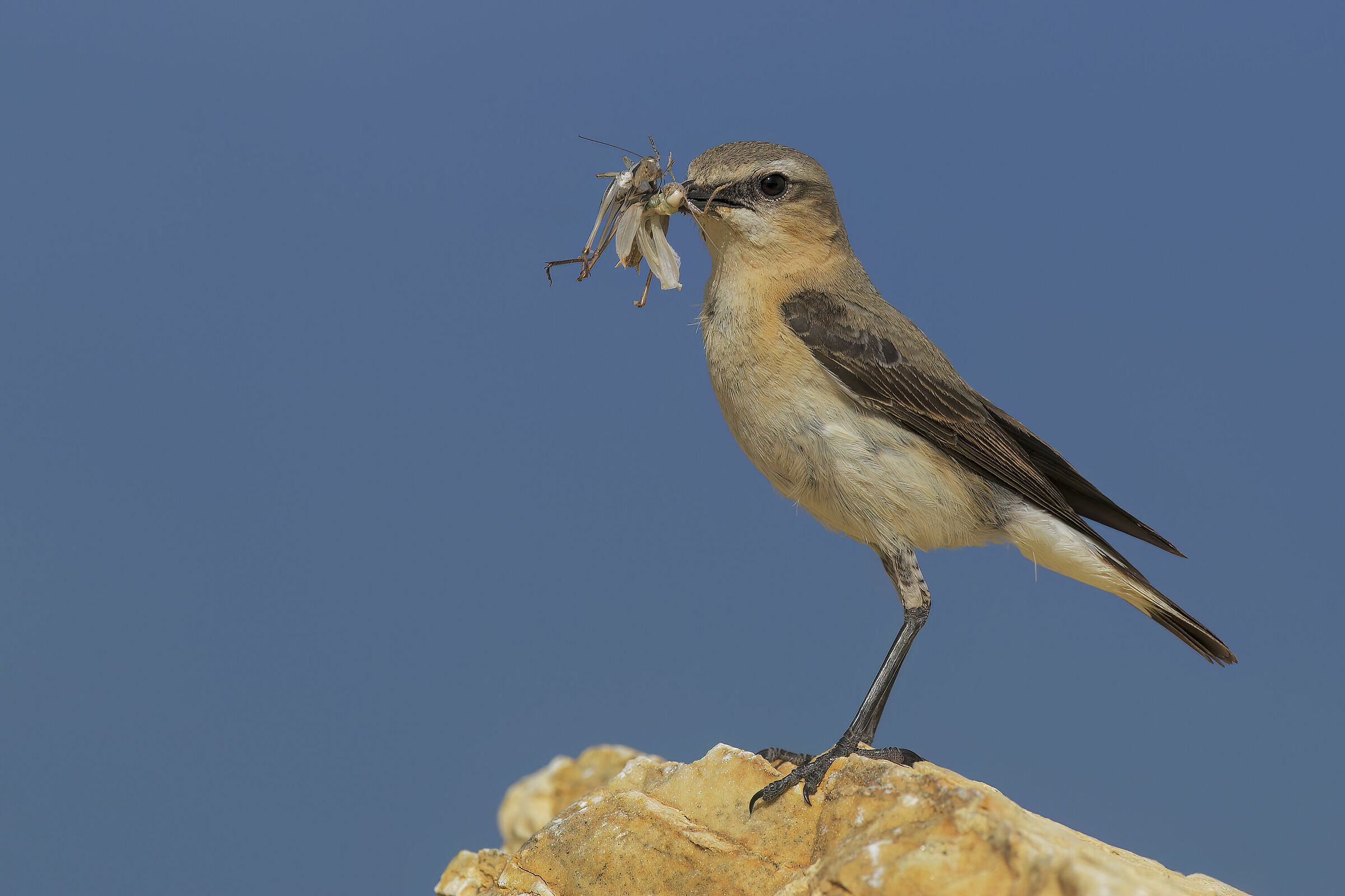 Culbianco con Cavallette