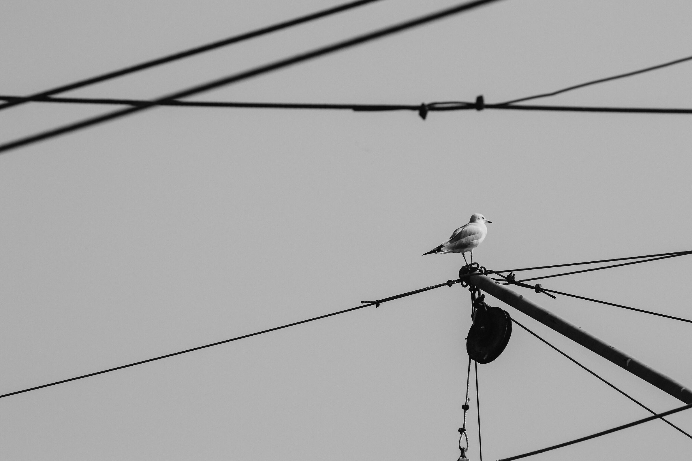 Gull