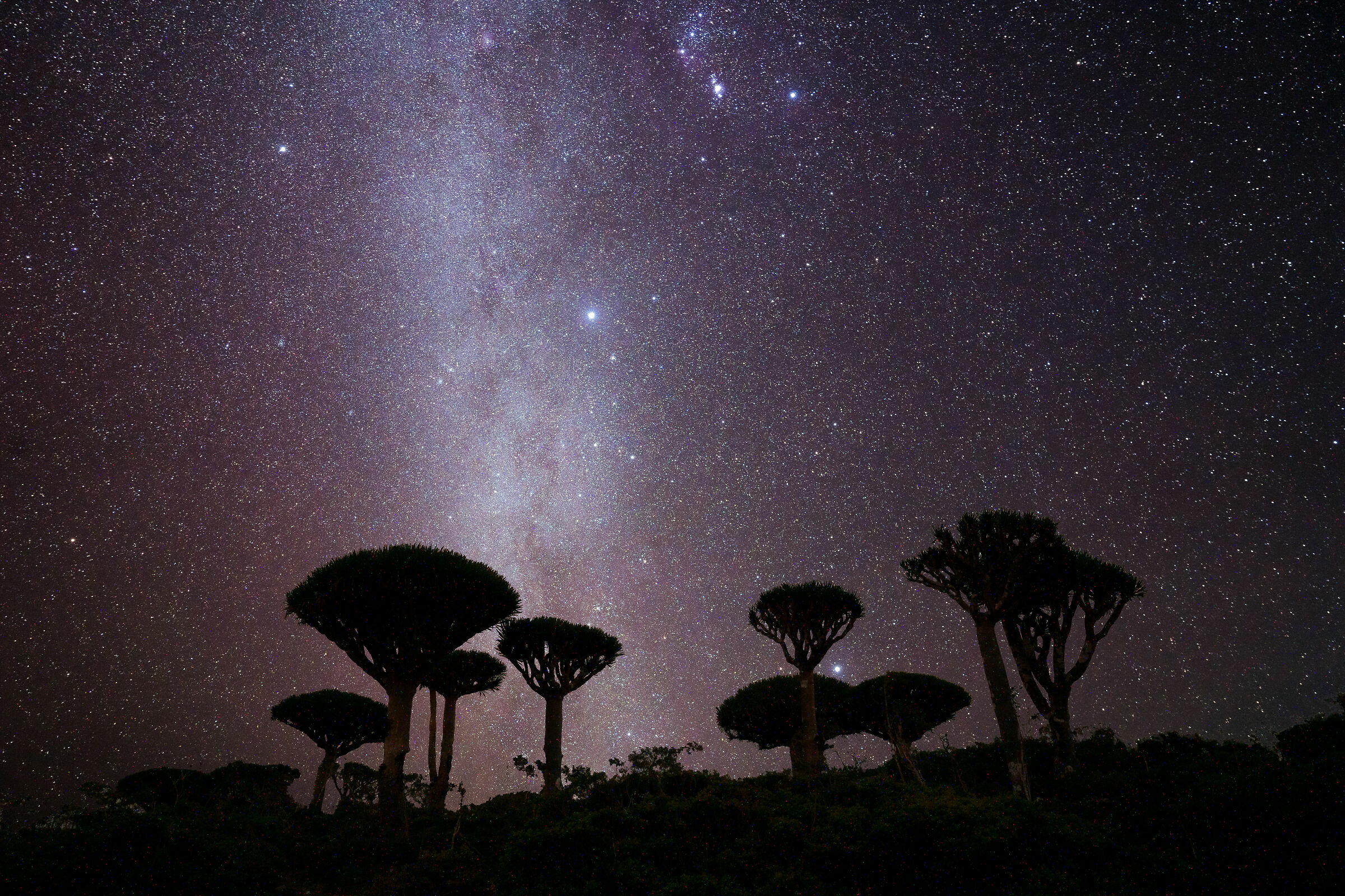 dragon blood tree in the night