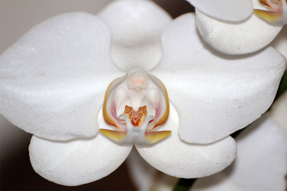 Orchid