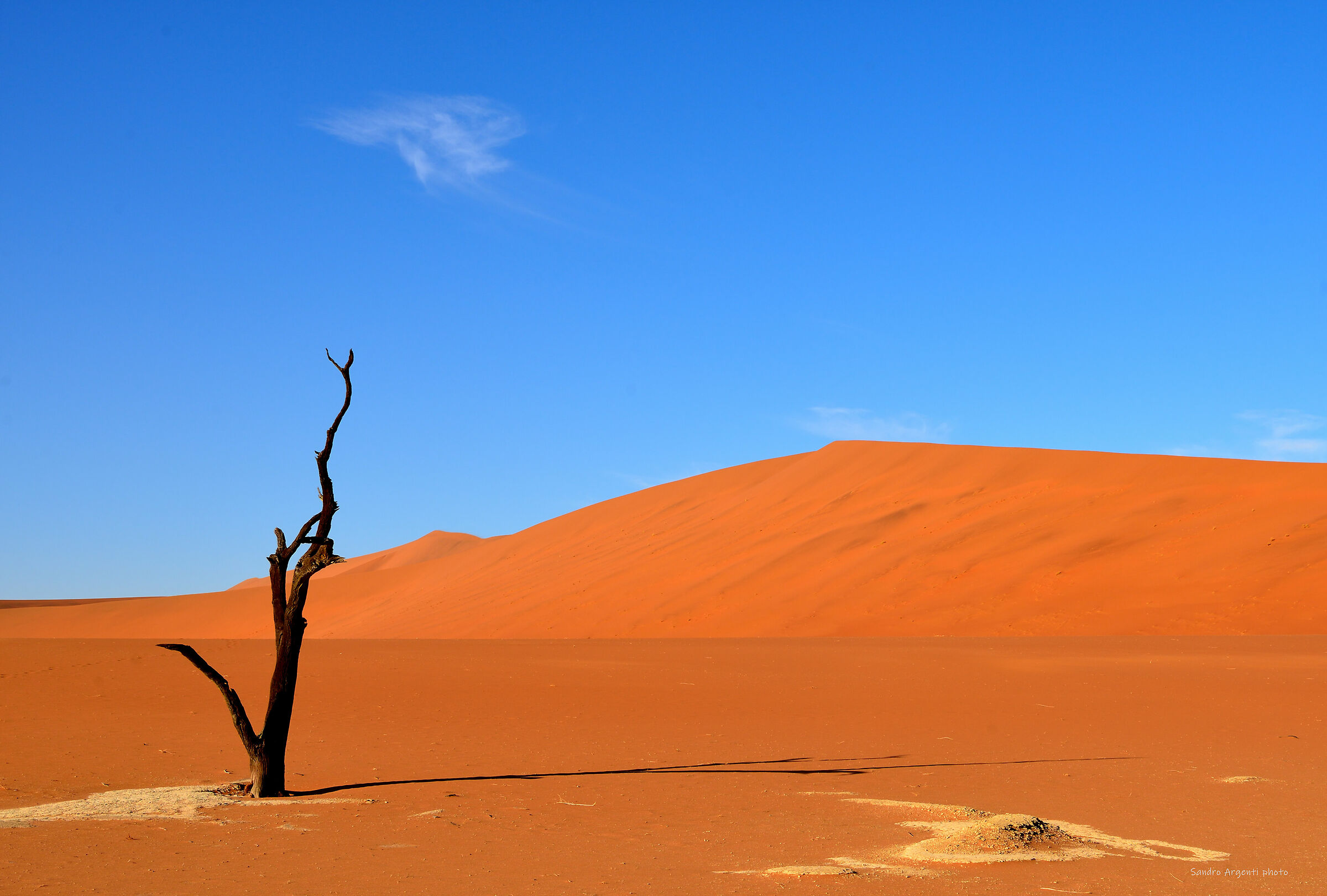 Albero pietrificato nel deserto della Namibia.