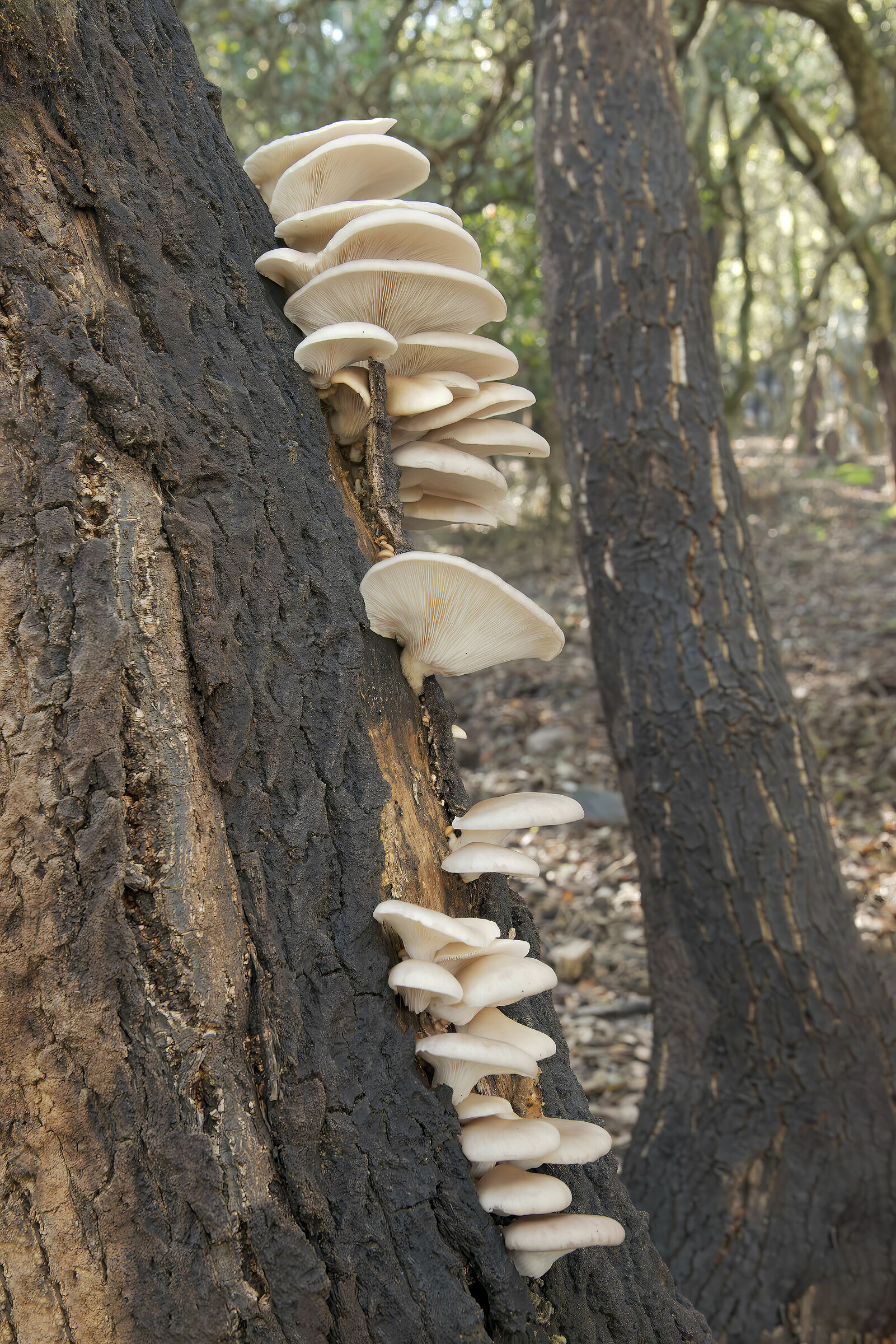 Pleurotus ostreatus on cork oak