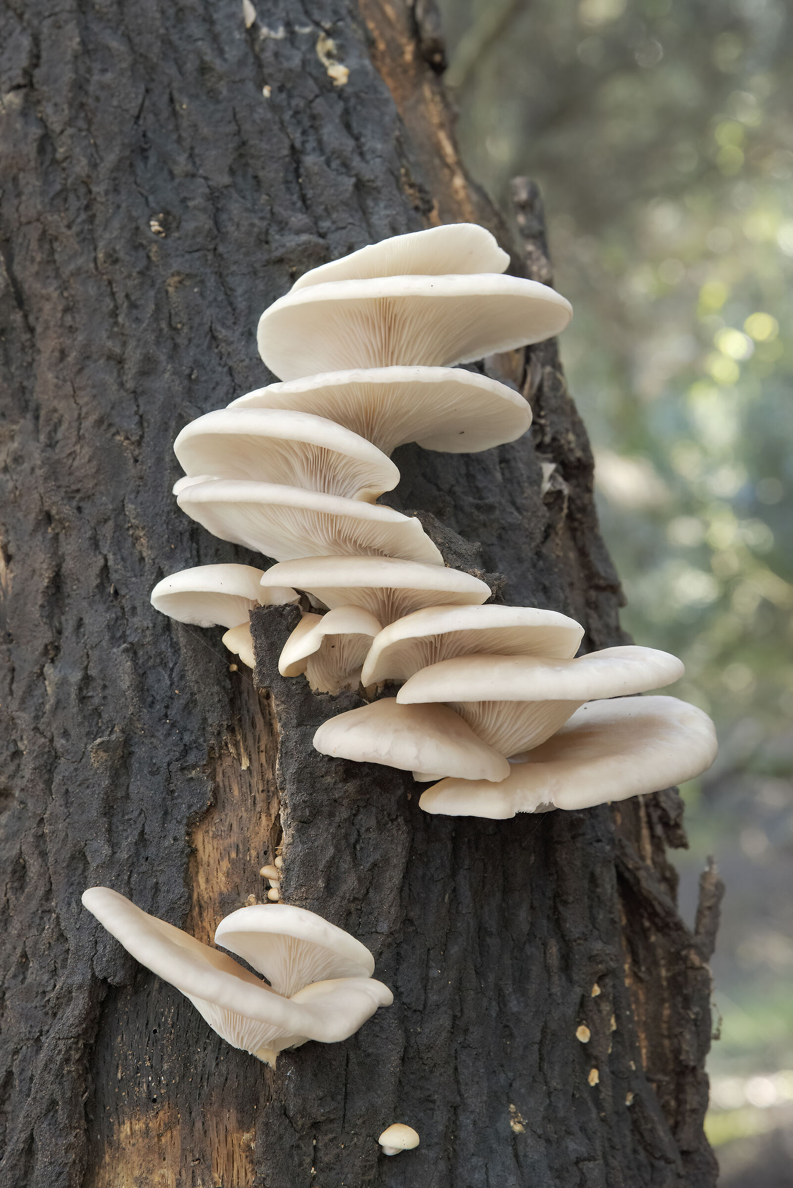 Pleurotus ostreatus on cork oak