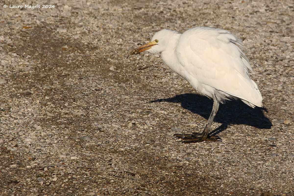 Forse ho trovato qualcosa