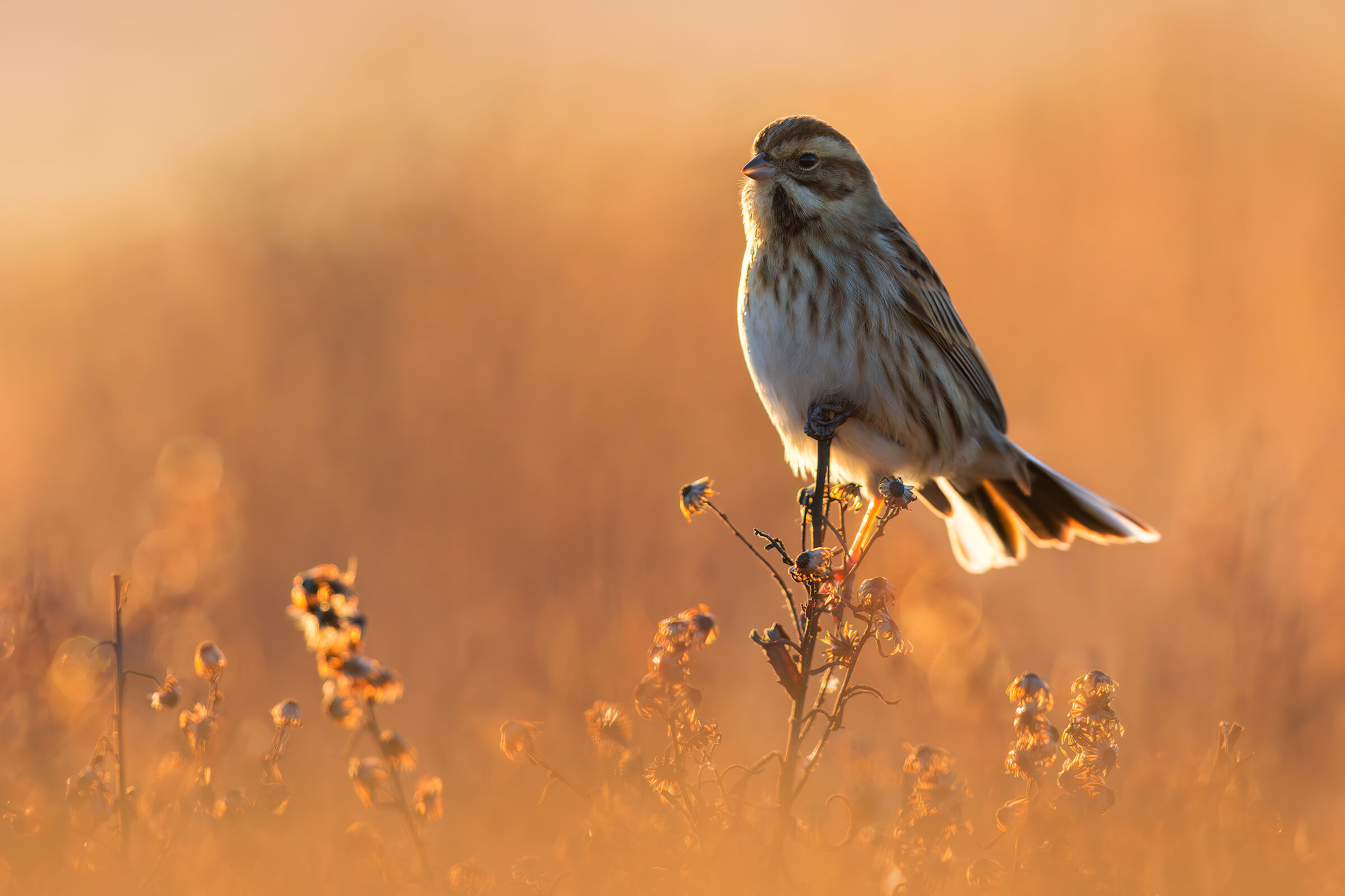 Migliarino di Palude