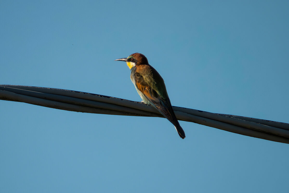 Bee-eater
