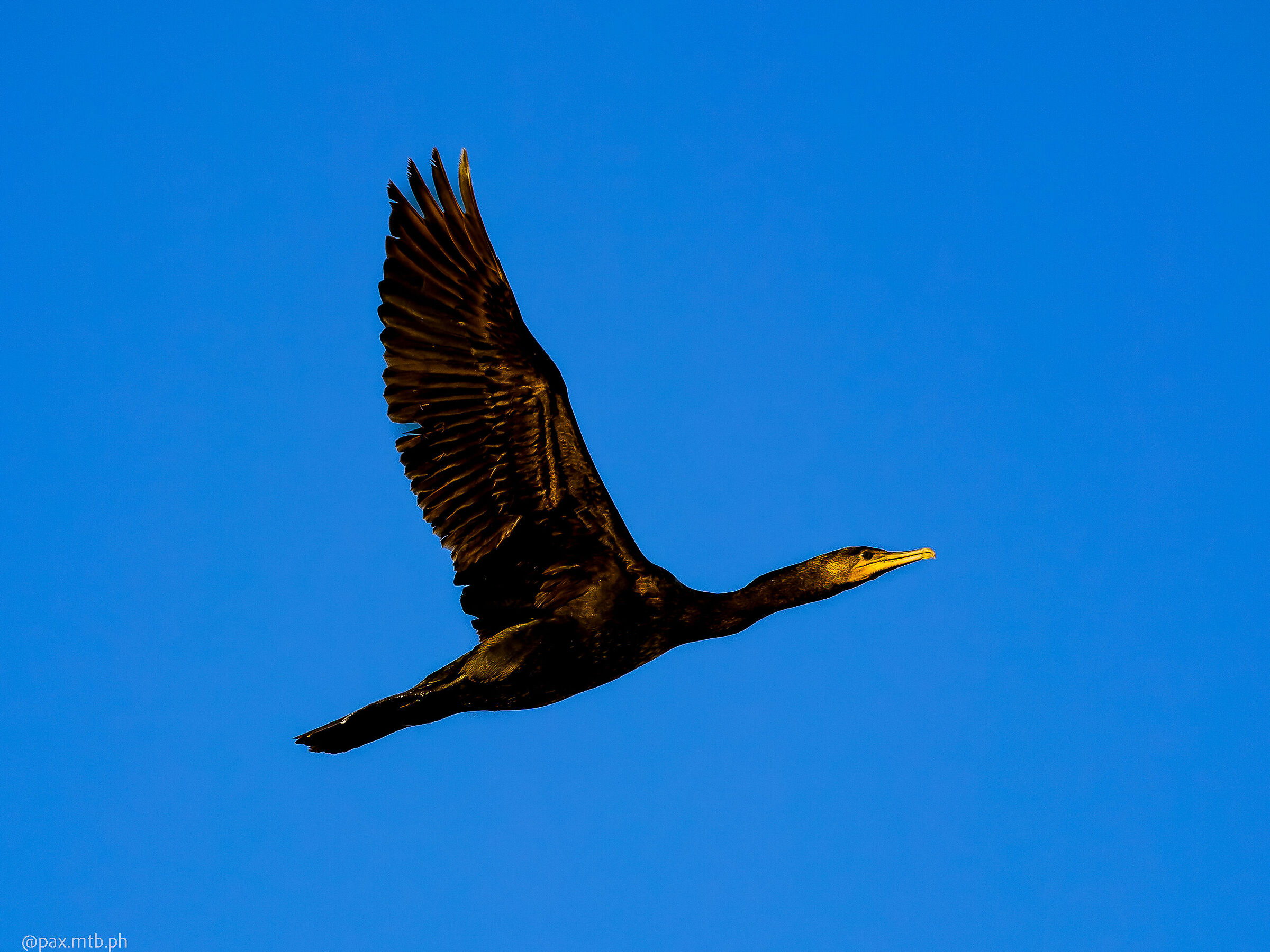 outstretched winged cormorant