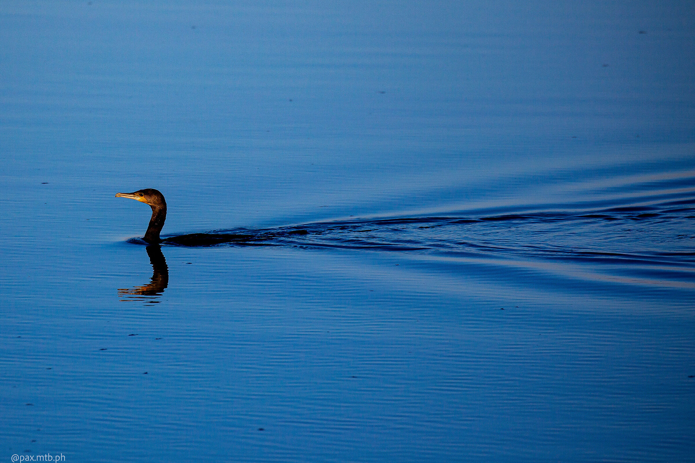 Cormorant at rest