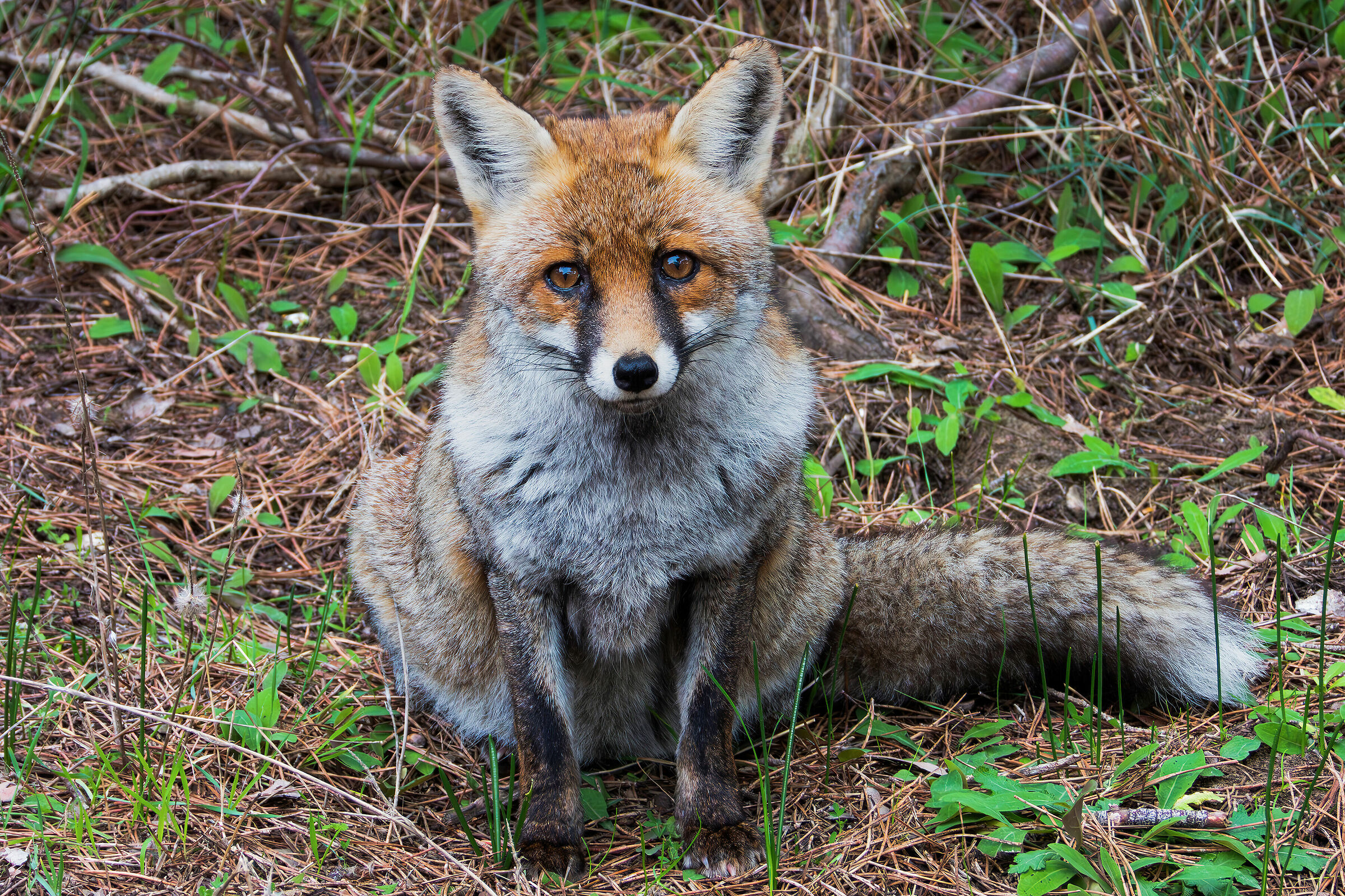 The Professional Fox