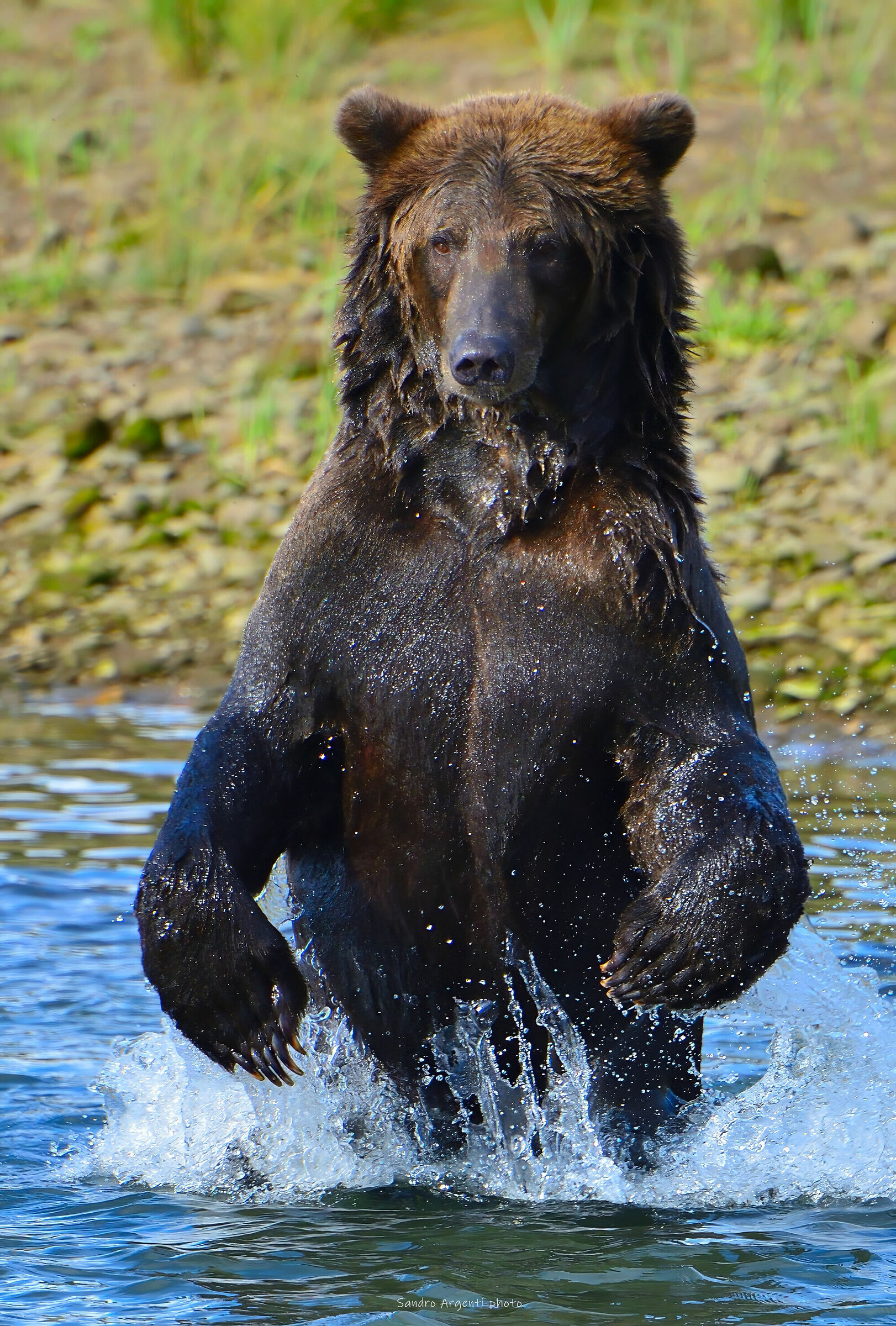 La Potenza dell'orso quando caccia i salmoni