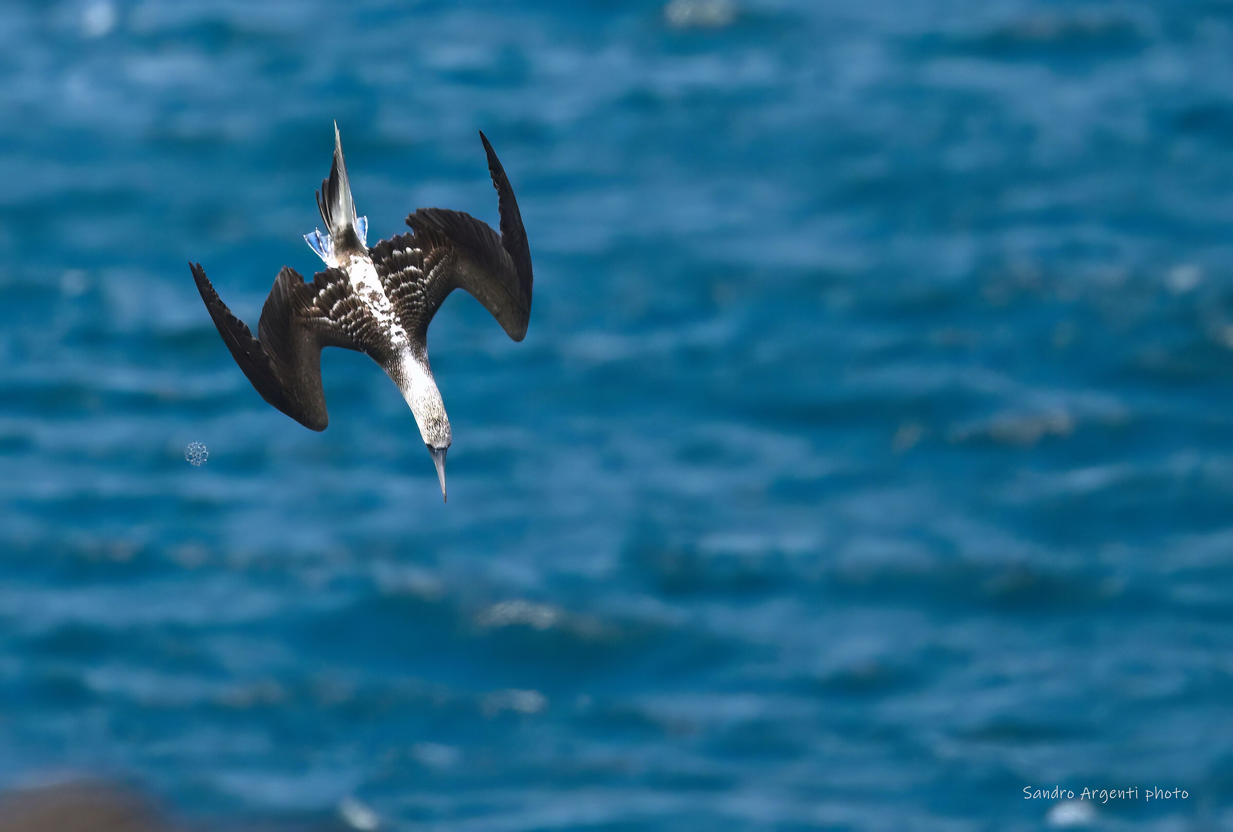 Volo in picchiata della Sula piediazzurri