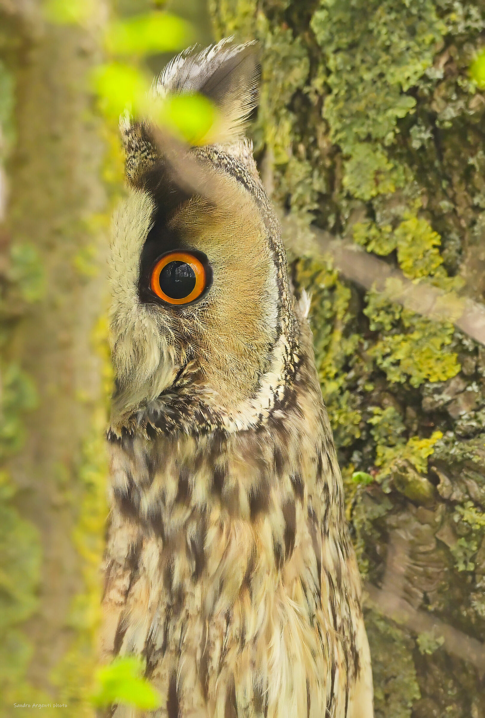 Cucù! Gufo comune (Asio otus)
