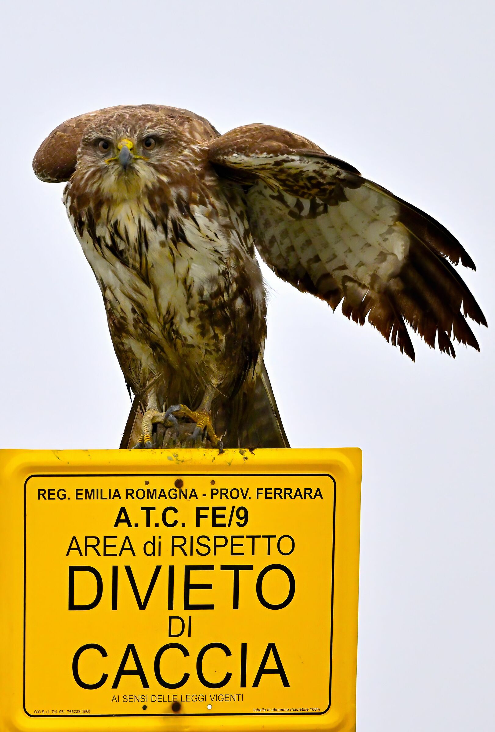 Il divieto non la riguarda… Poiana (Buteo buteo)