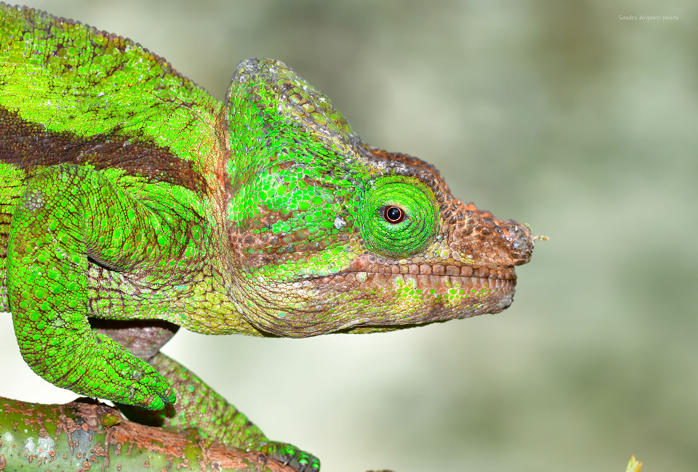 Il profilo del Camaleonte del Madagascar