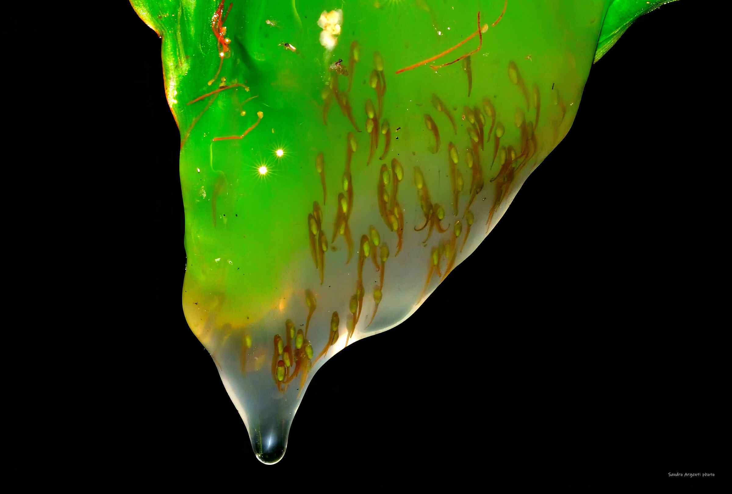 Minuscoli Girini di rana