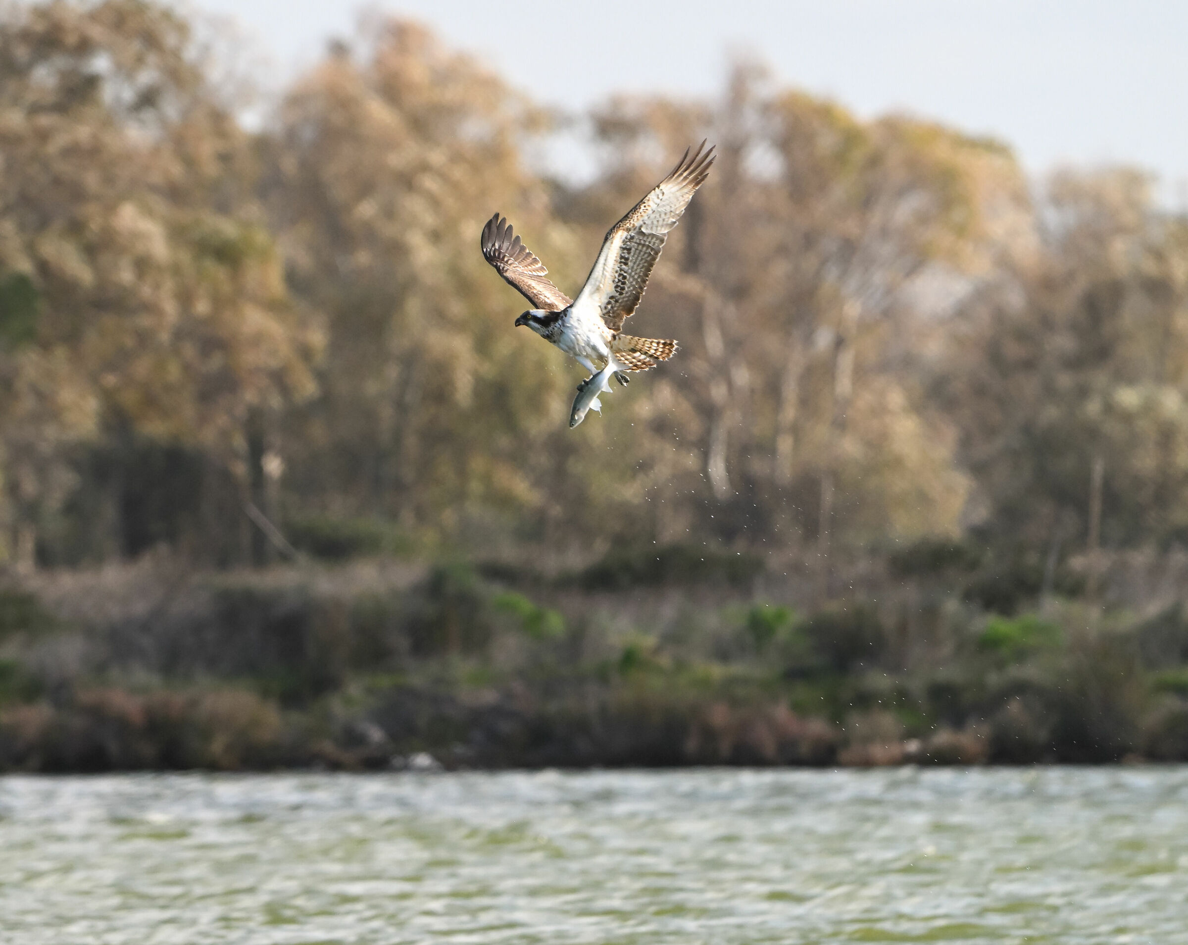 Osprey