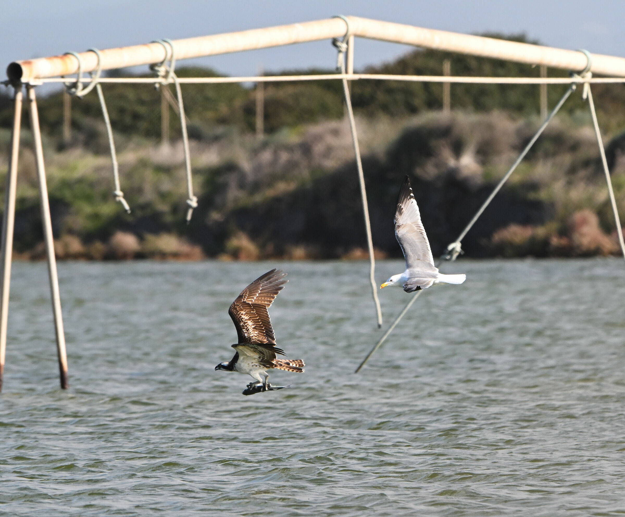 Osprey