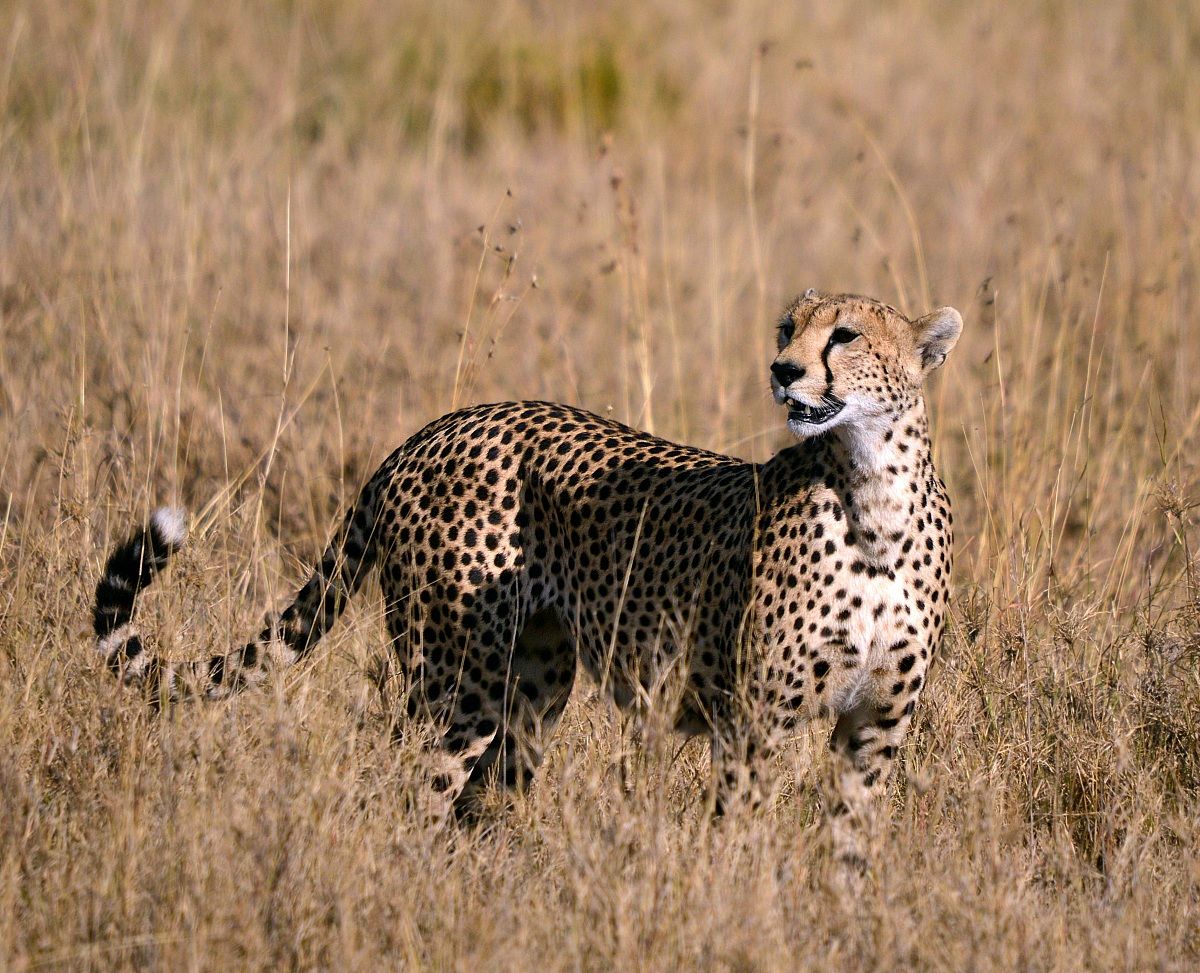 Mother cheetah