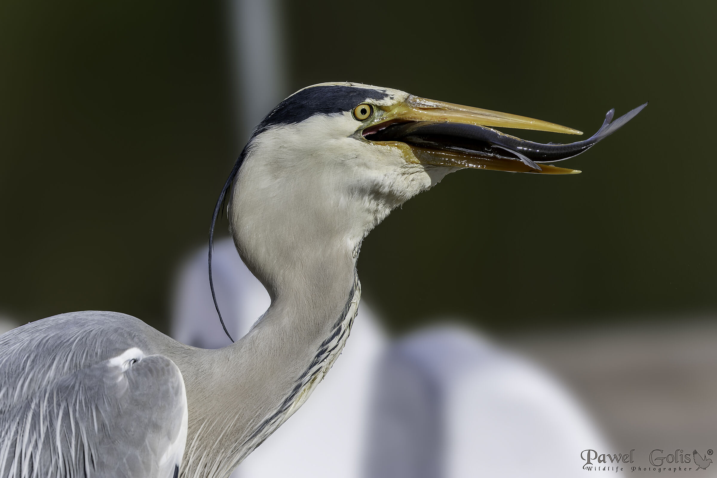 Airone cenerino (Ardea cinerea)