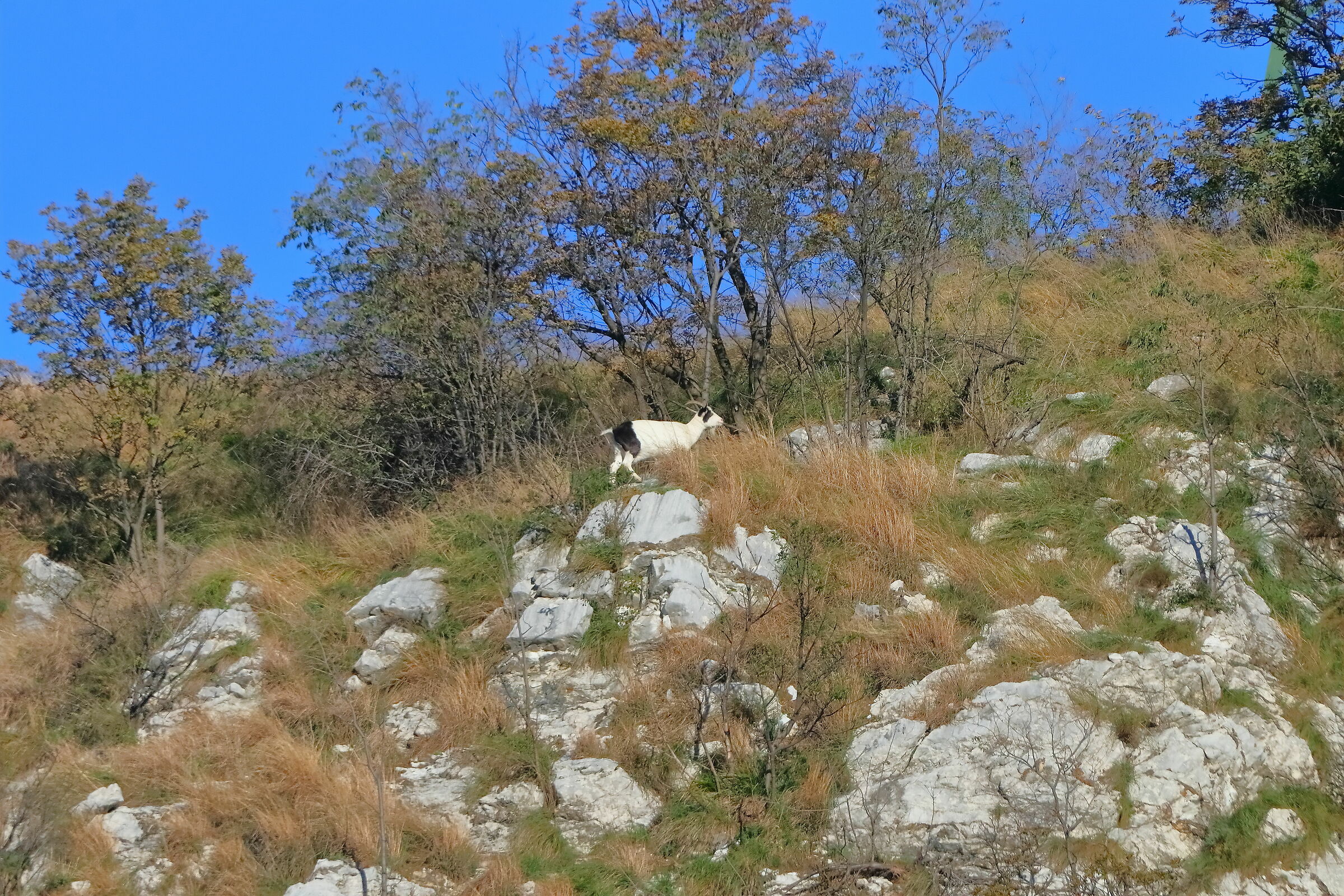 Goat 15-11-2023 grazing