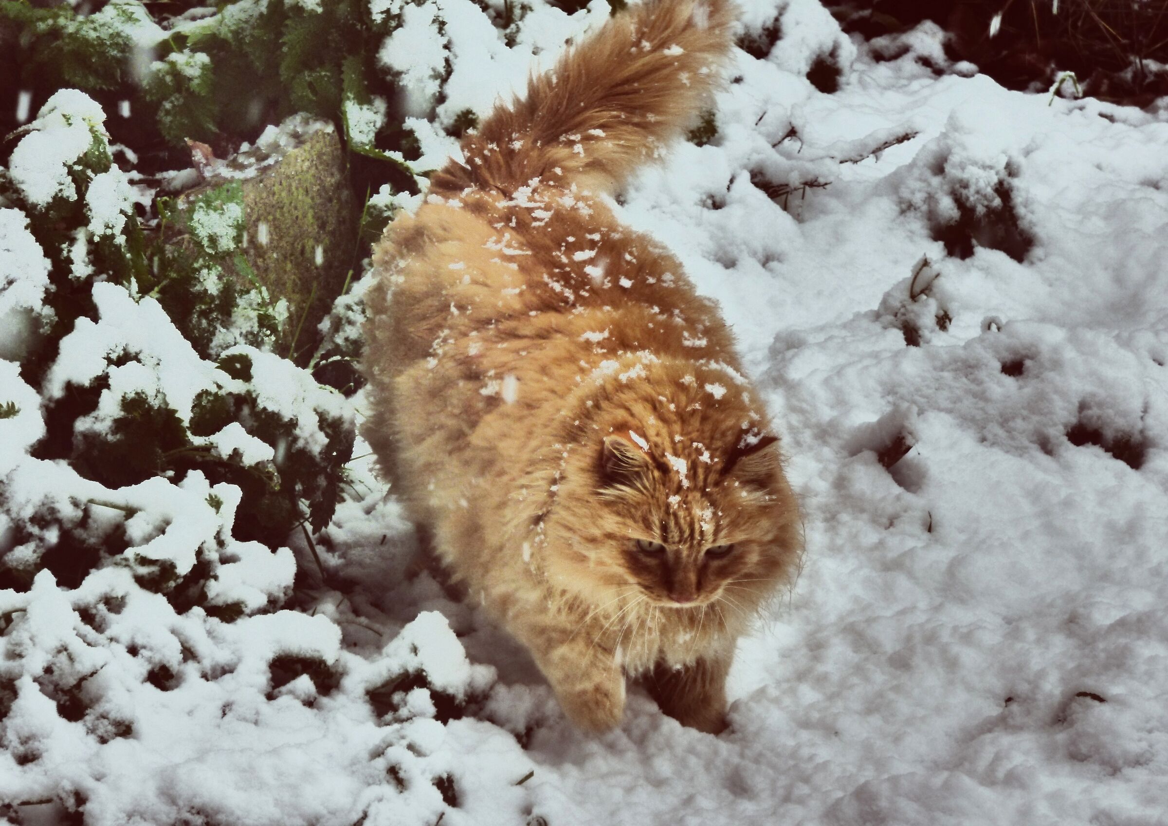 Il gatto e la neve