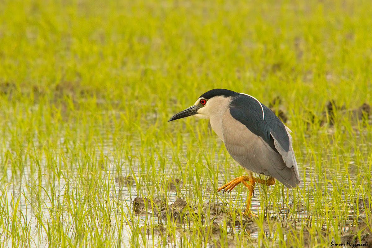 Passeggiando nel verde