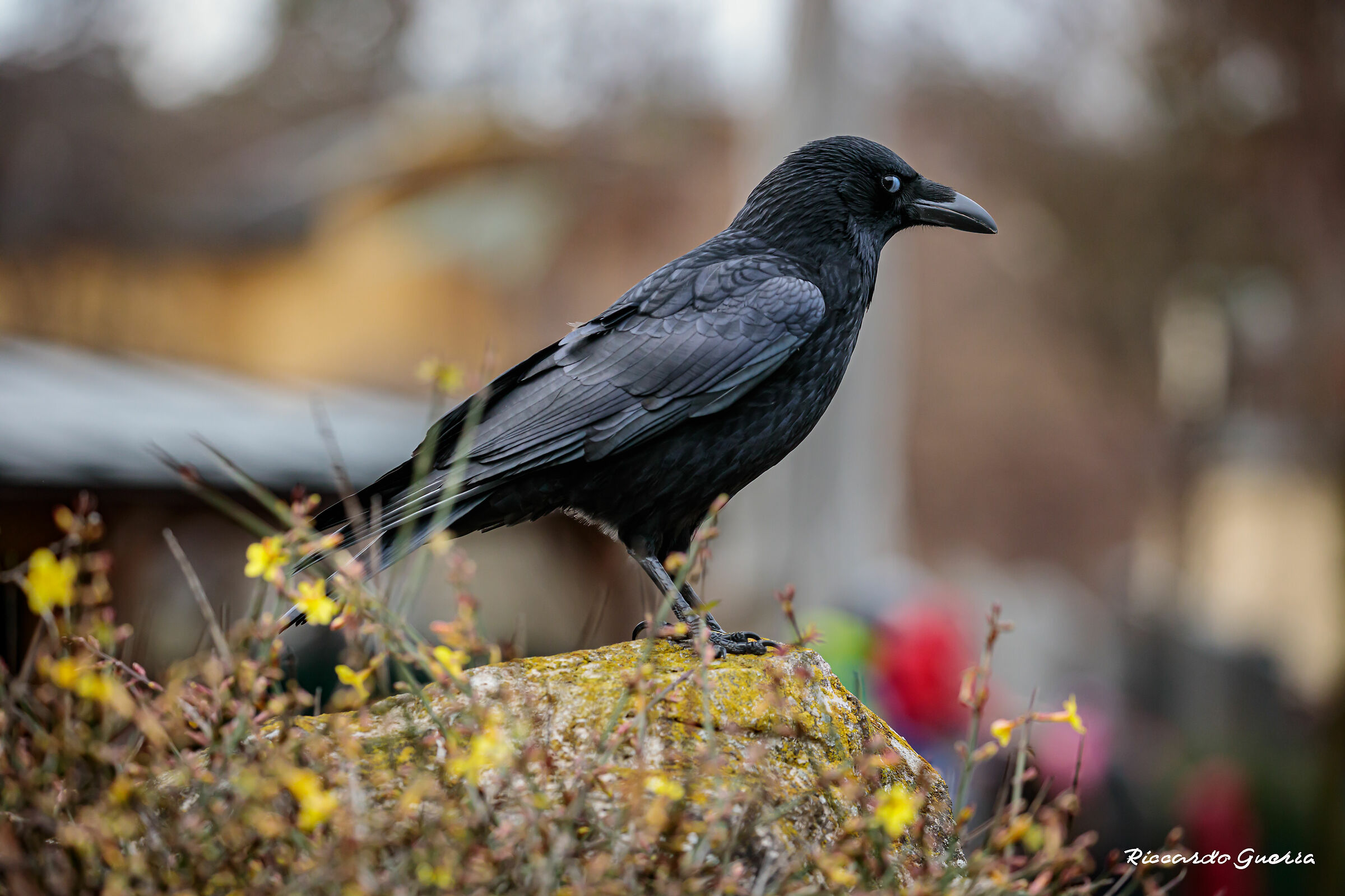 Corvus