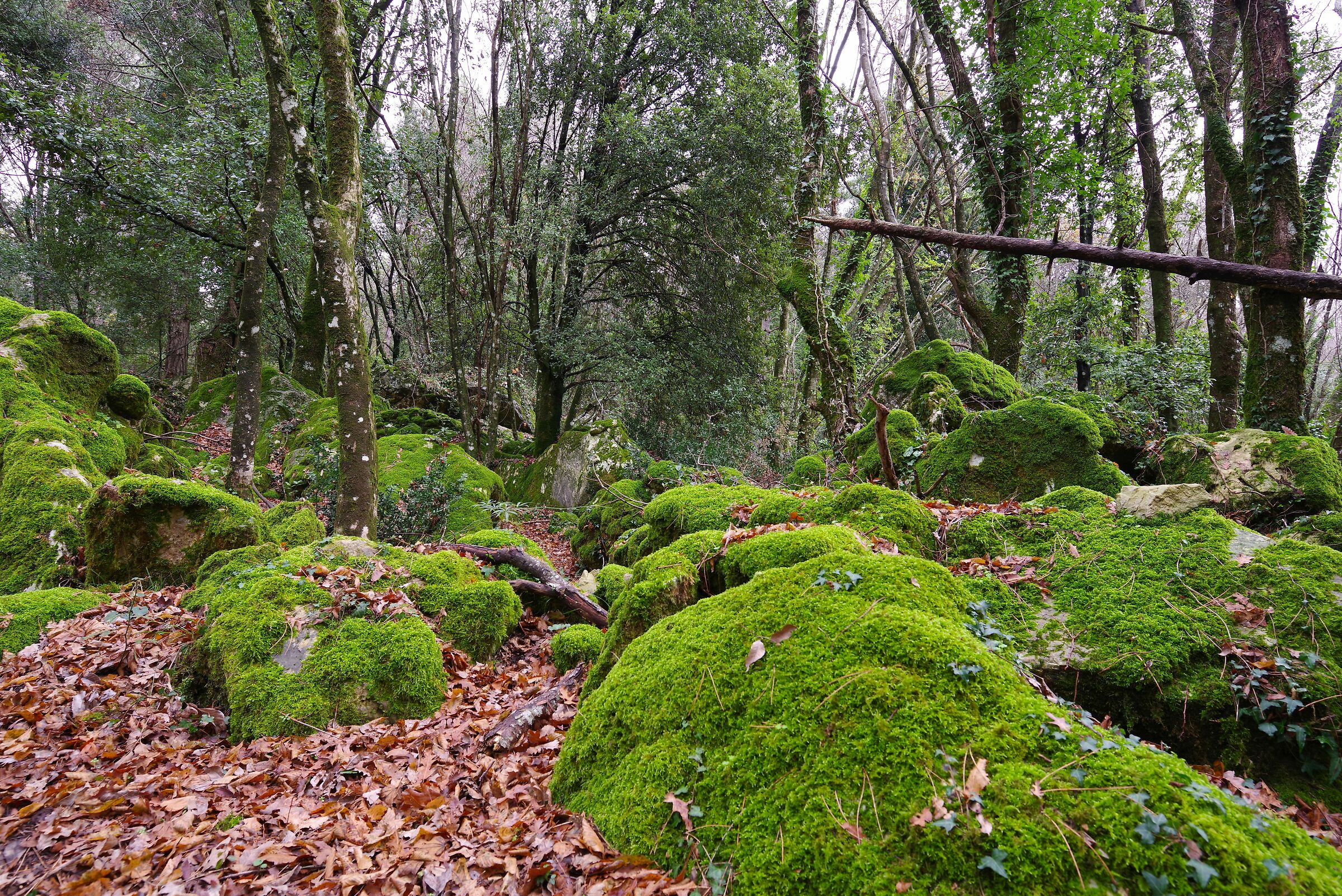 Bosco della Semprevisa (Latina)