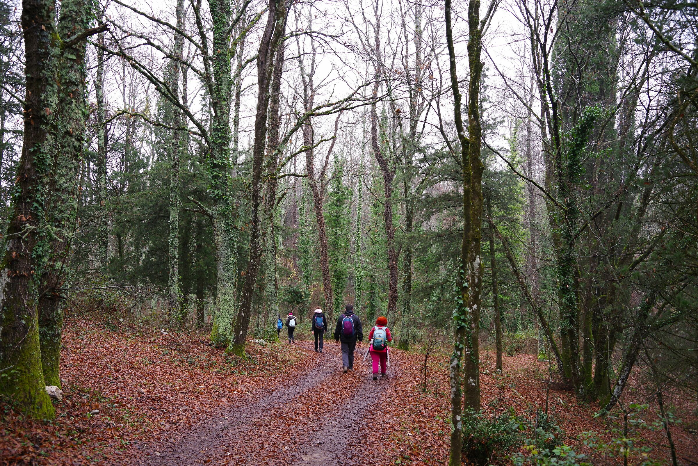 Bosco della Semprevisa (Latina)