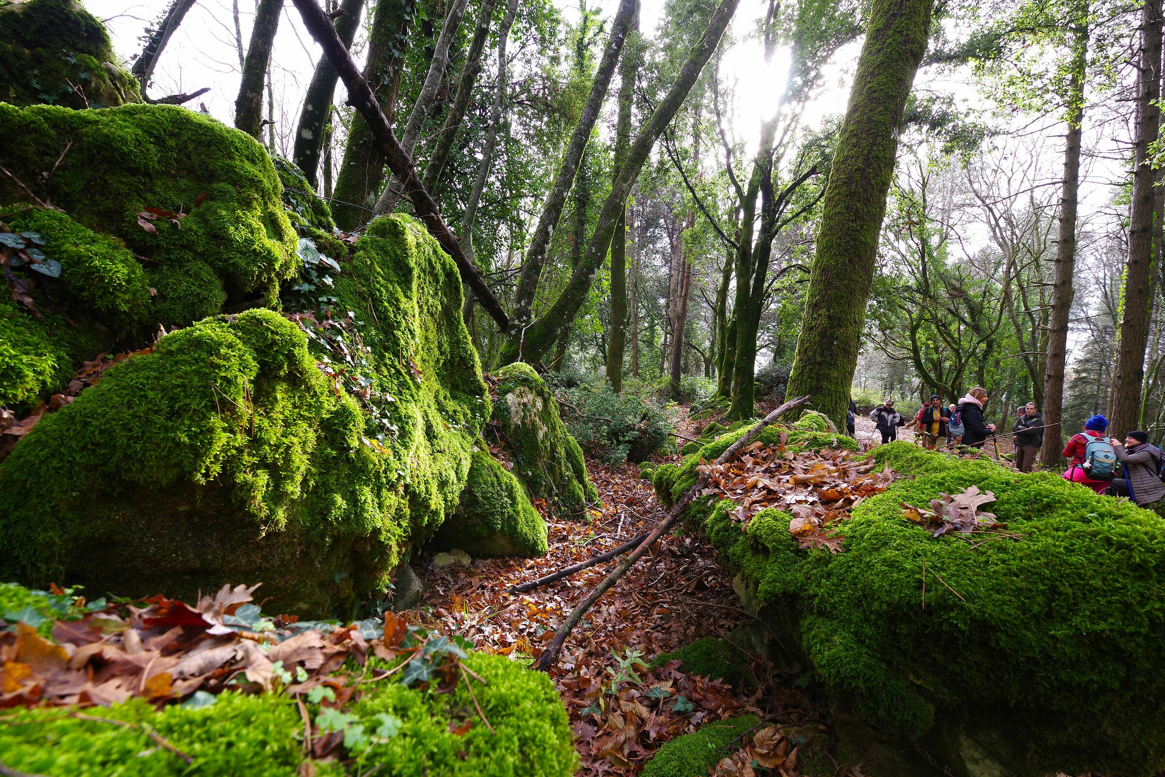 Bosco della Semprevisa (Latina)
