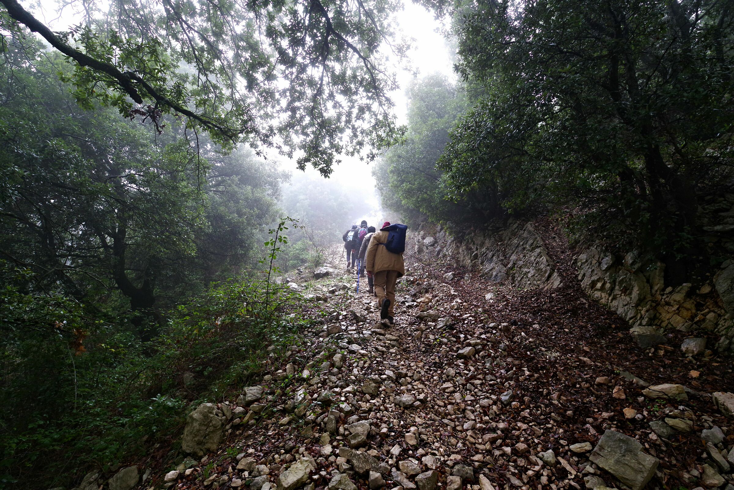 Bosco della Semprevisa (Latina)