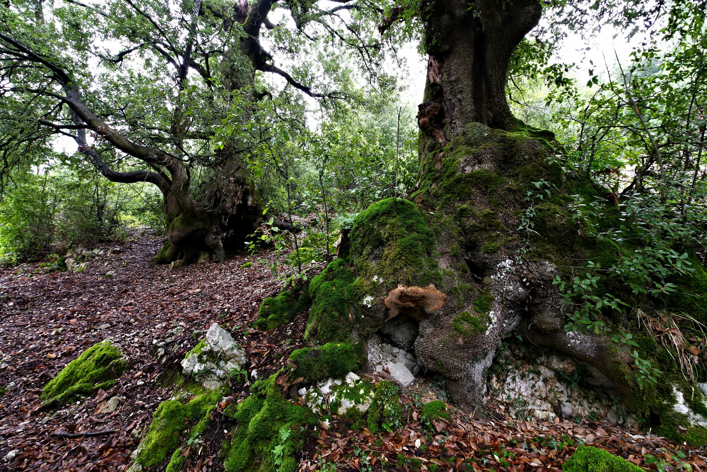 Bosco della Semprevisa (Latina)