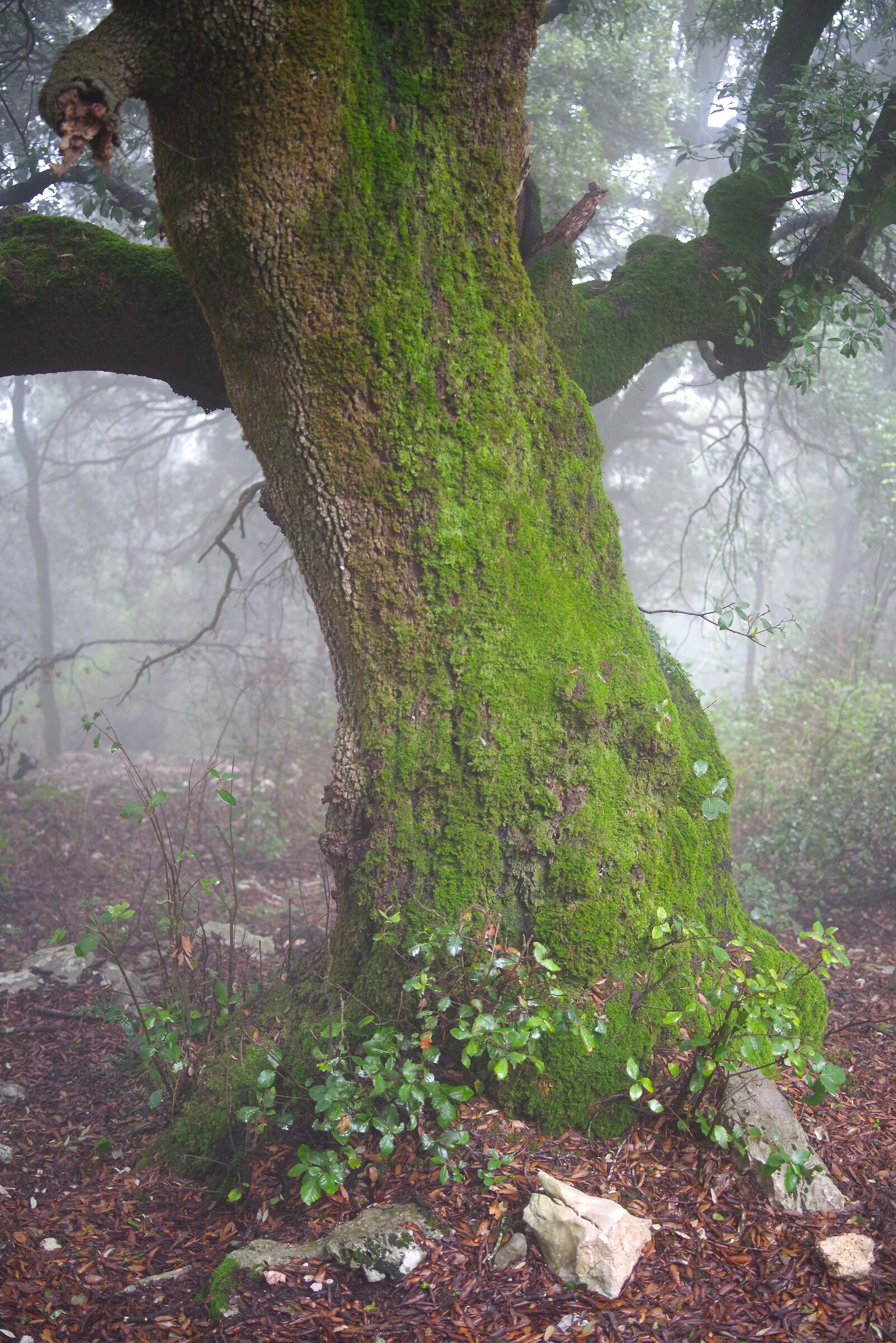 Bosco della Semprevisa (Latina)