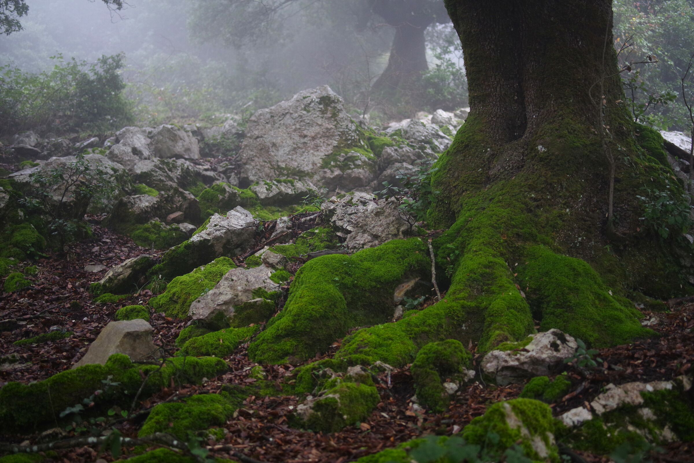 Bosco della Semprevisa (Latina)